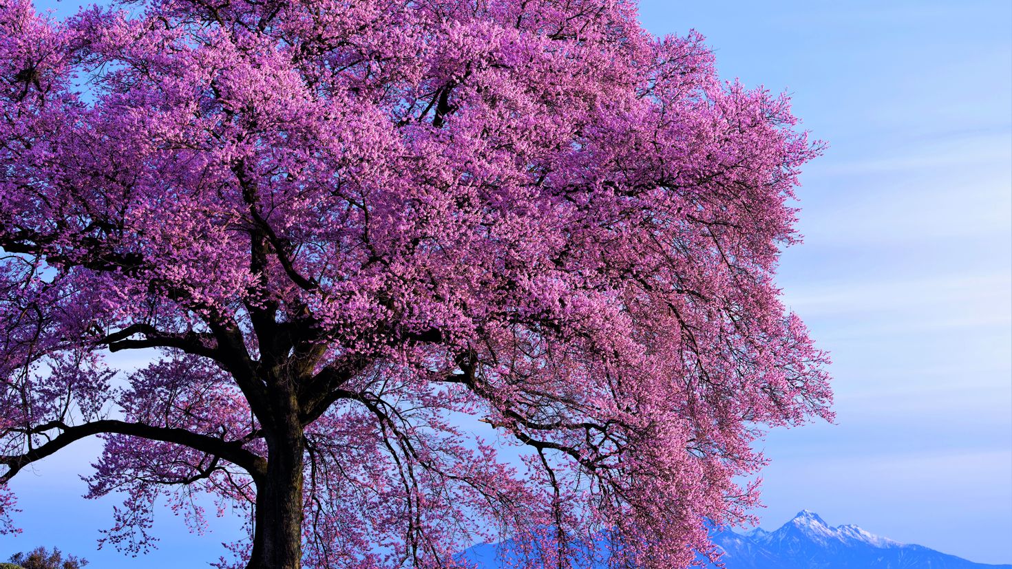 Розовые деревья в горах. Цветущая Сакура дерево. Багряник японский цветение. Сакура дарахт. Весеннее дерево.