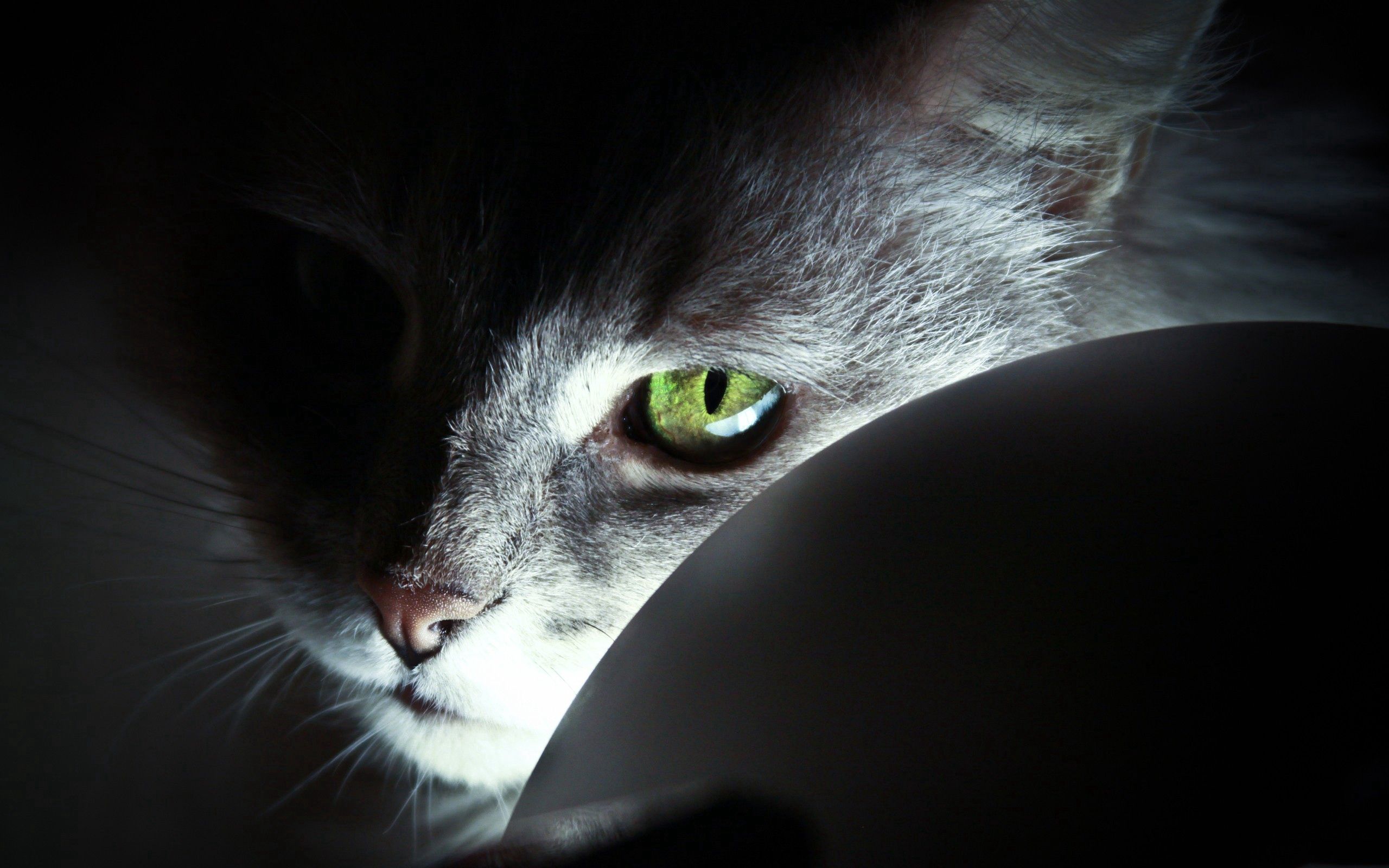 Download mobile wallpaper Muzzle, Nose, Animals, Shadow, Cat, Grey, Eyes for free.