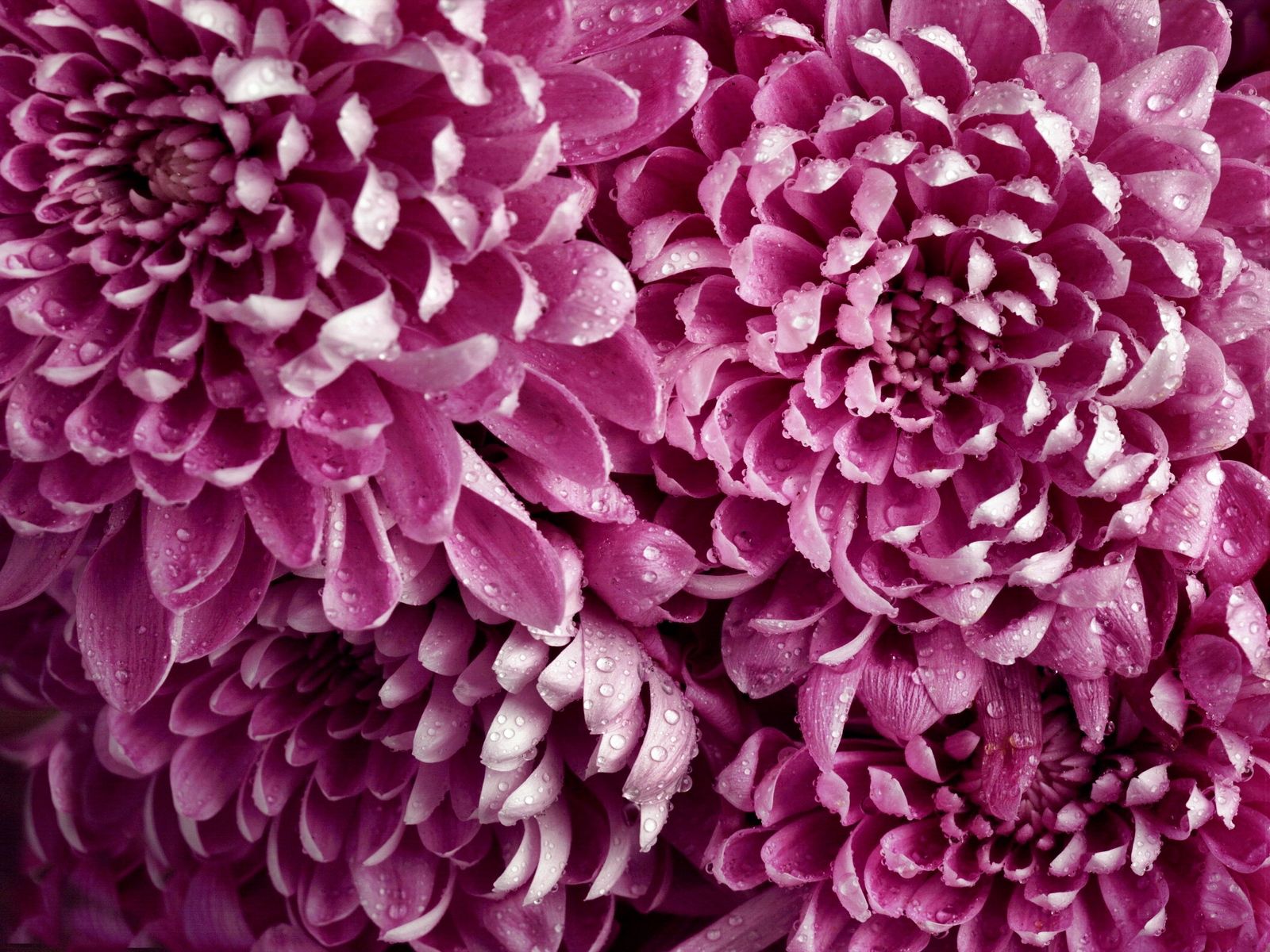 flowers, pink, drops, dahlias, buds phone background