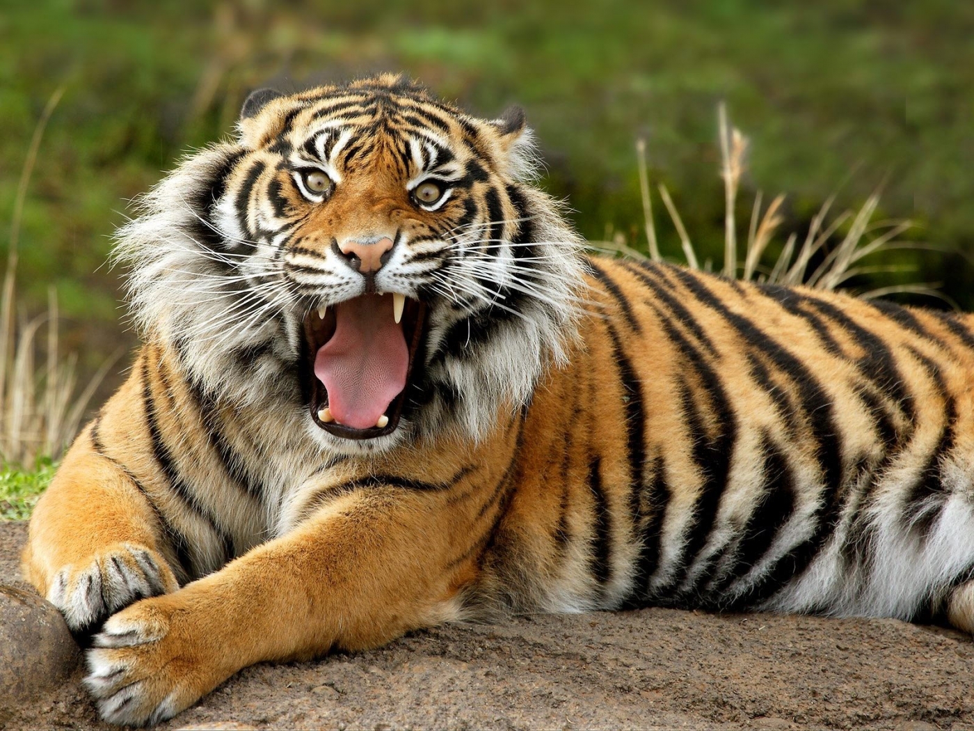 tigers, animals Phone Background