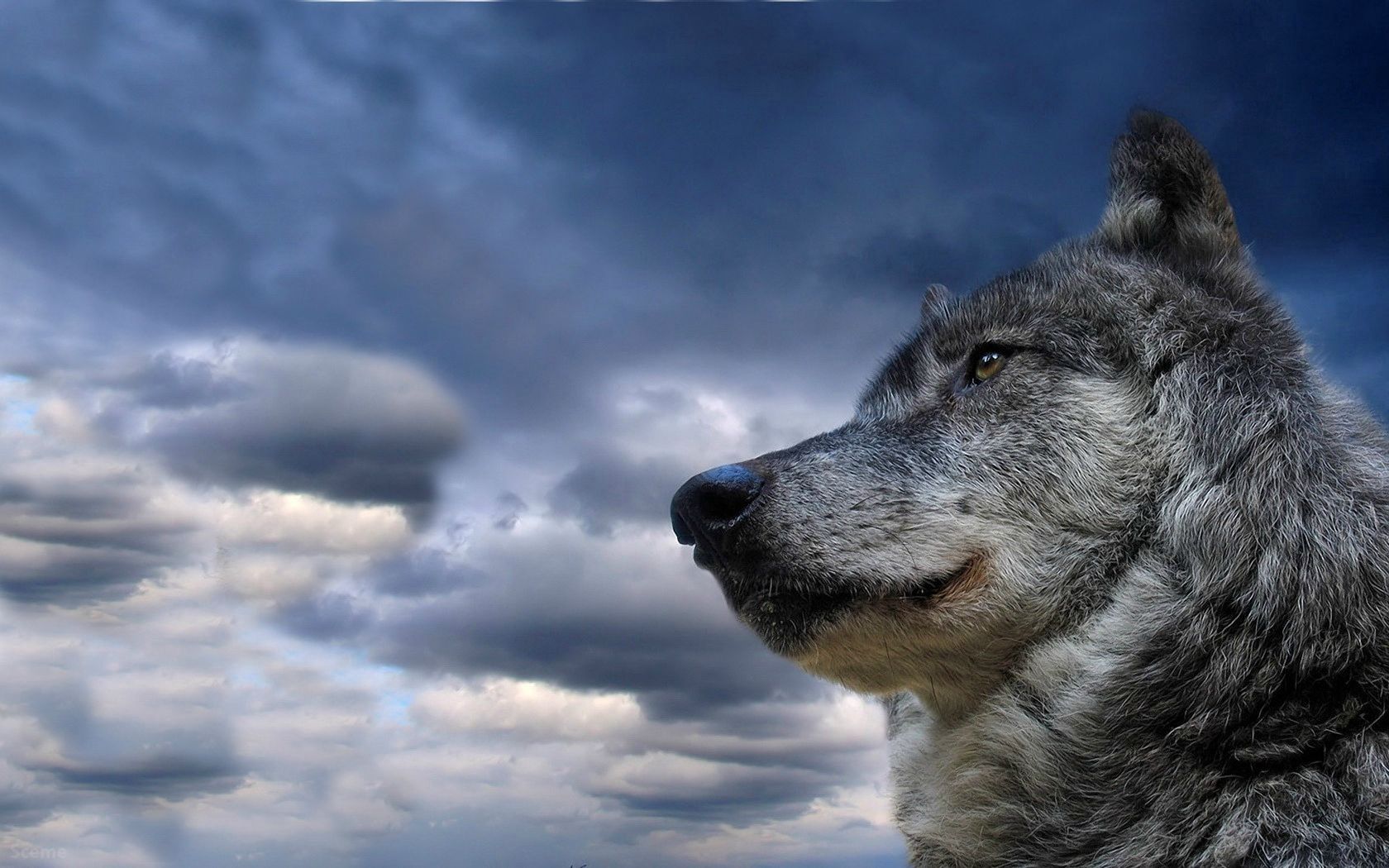 meditation, wolf, animals, sky, clouds, dog, muzzle, sight, opinion, reflections