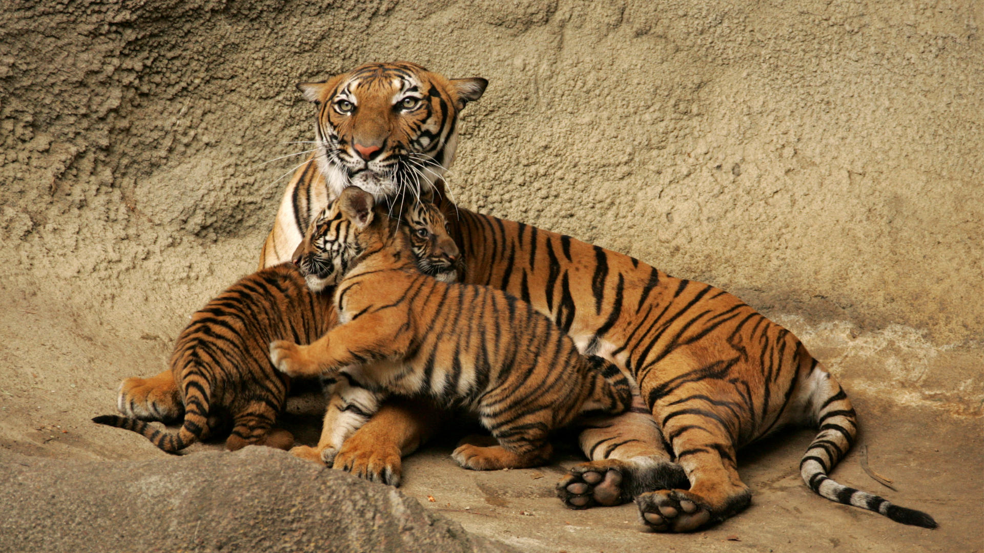 Тигр фото животного для детей