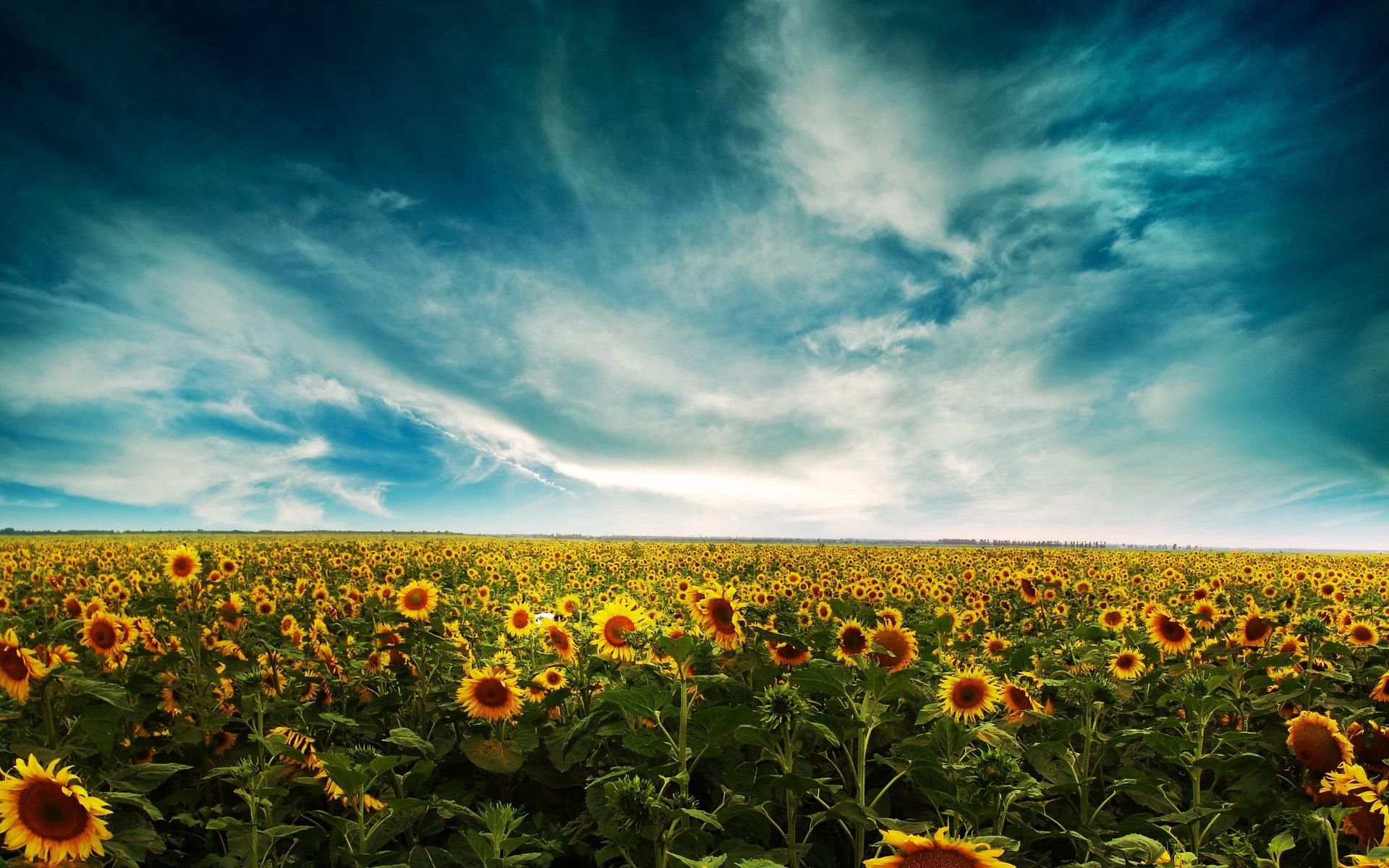 sunflowers, nature, sky, clouds, summer, yellow, field iphone wallpaper