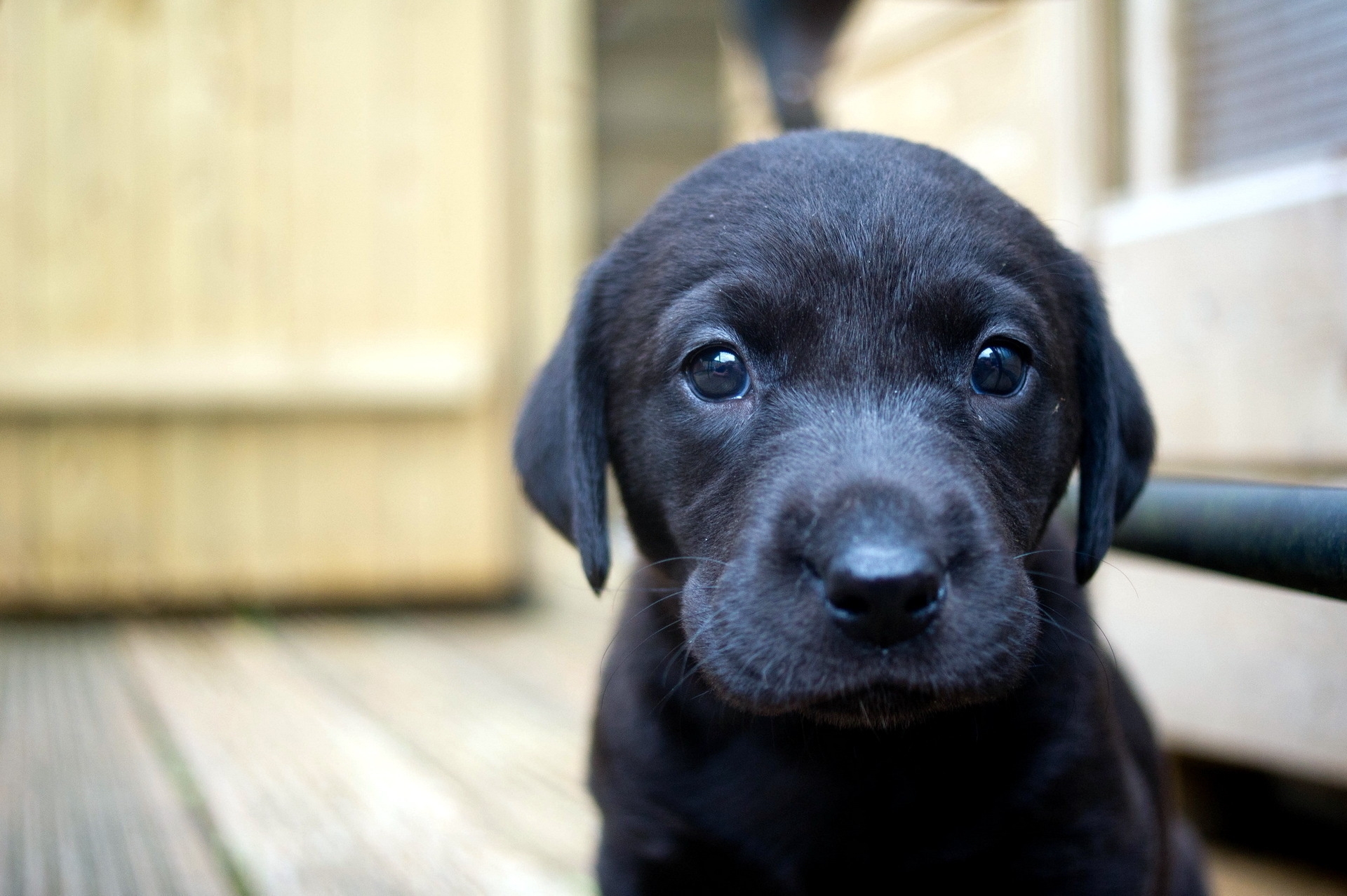 Download mobile wallpaper Sight, Opinion, Muzzle, Animals, Dog, Puppy, Labrador for free.
