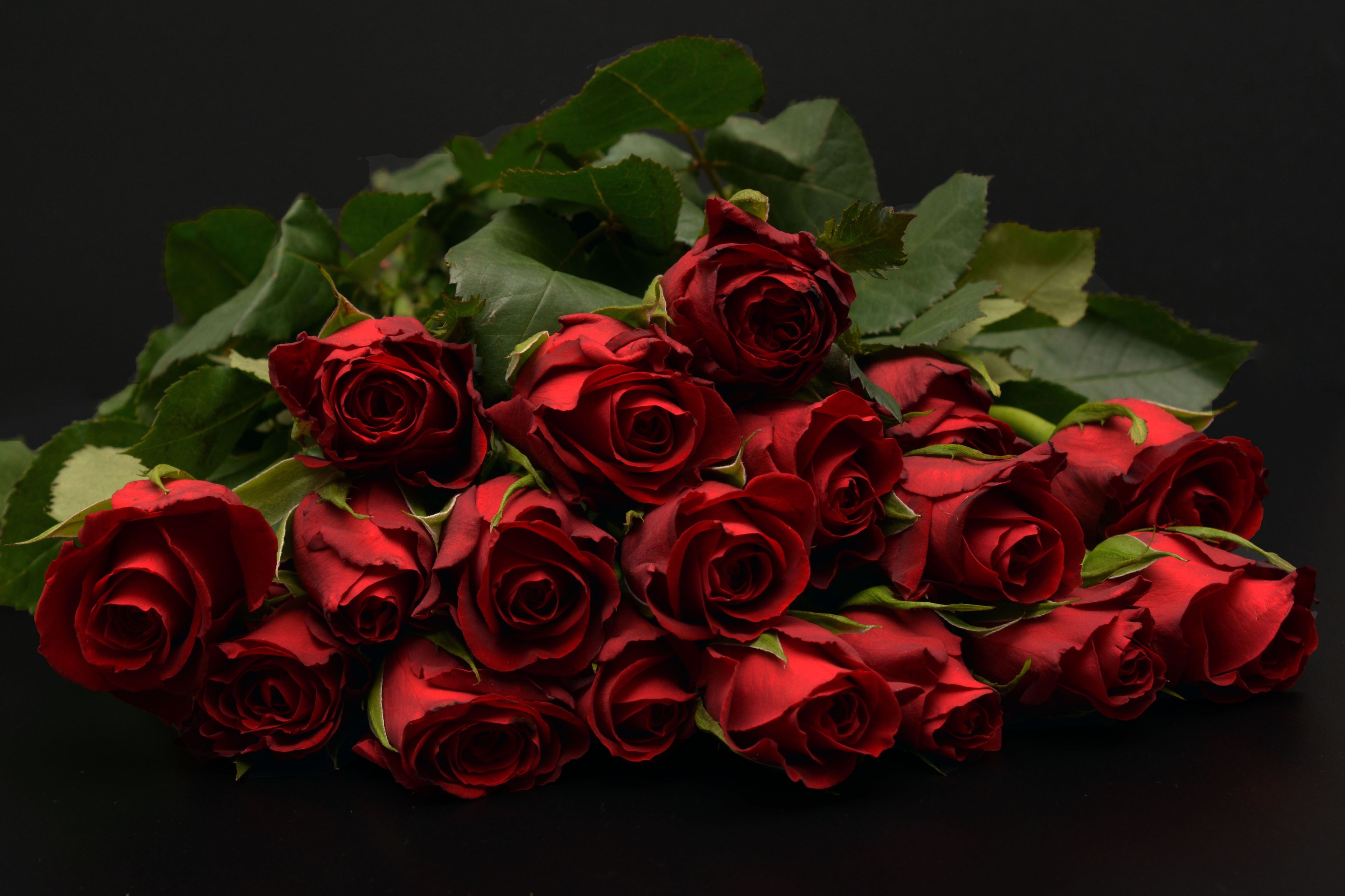 красные розы фото