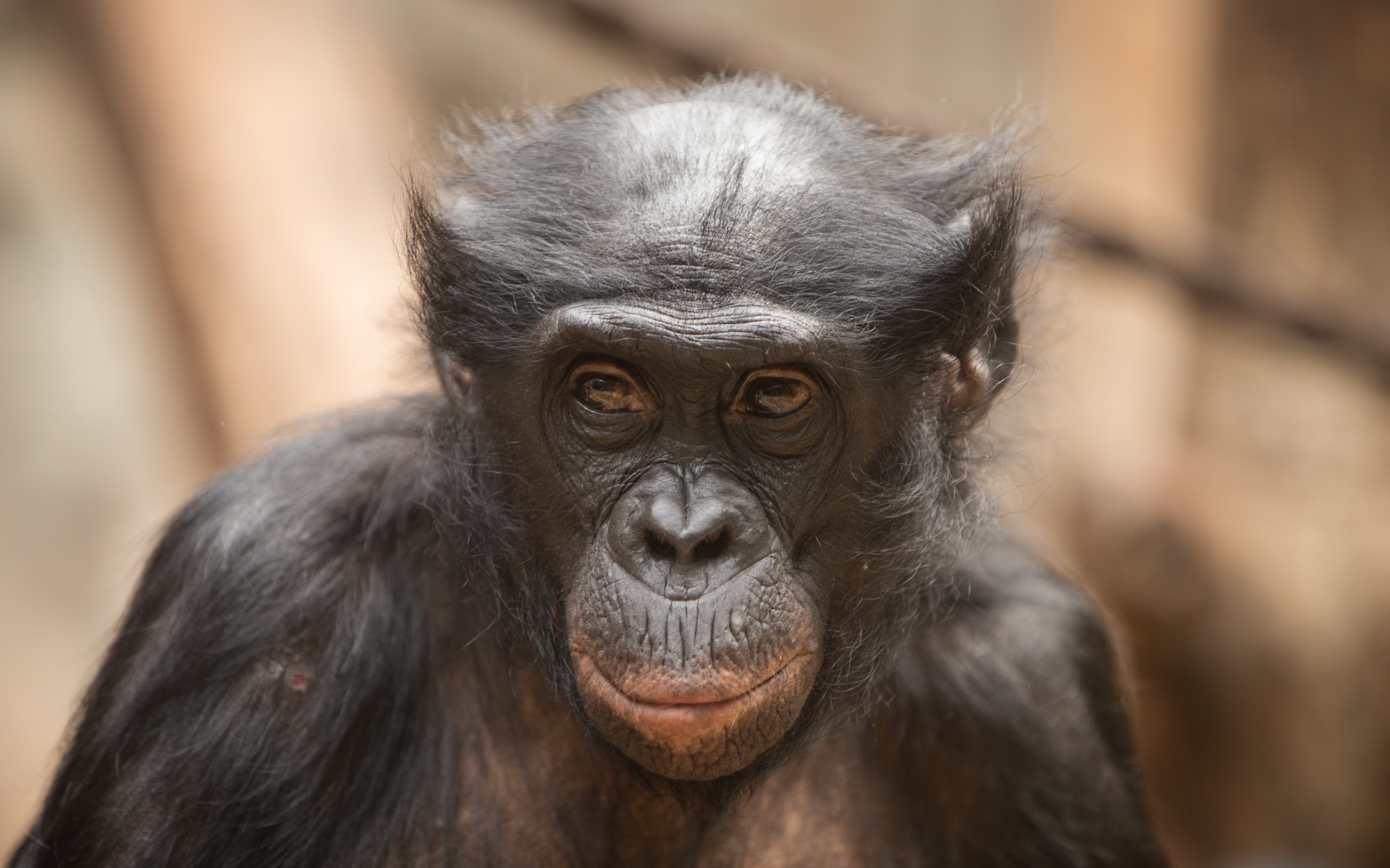 Bonobo  8k Backgrounds