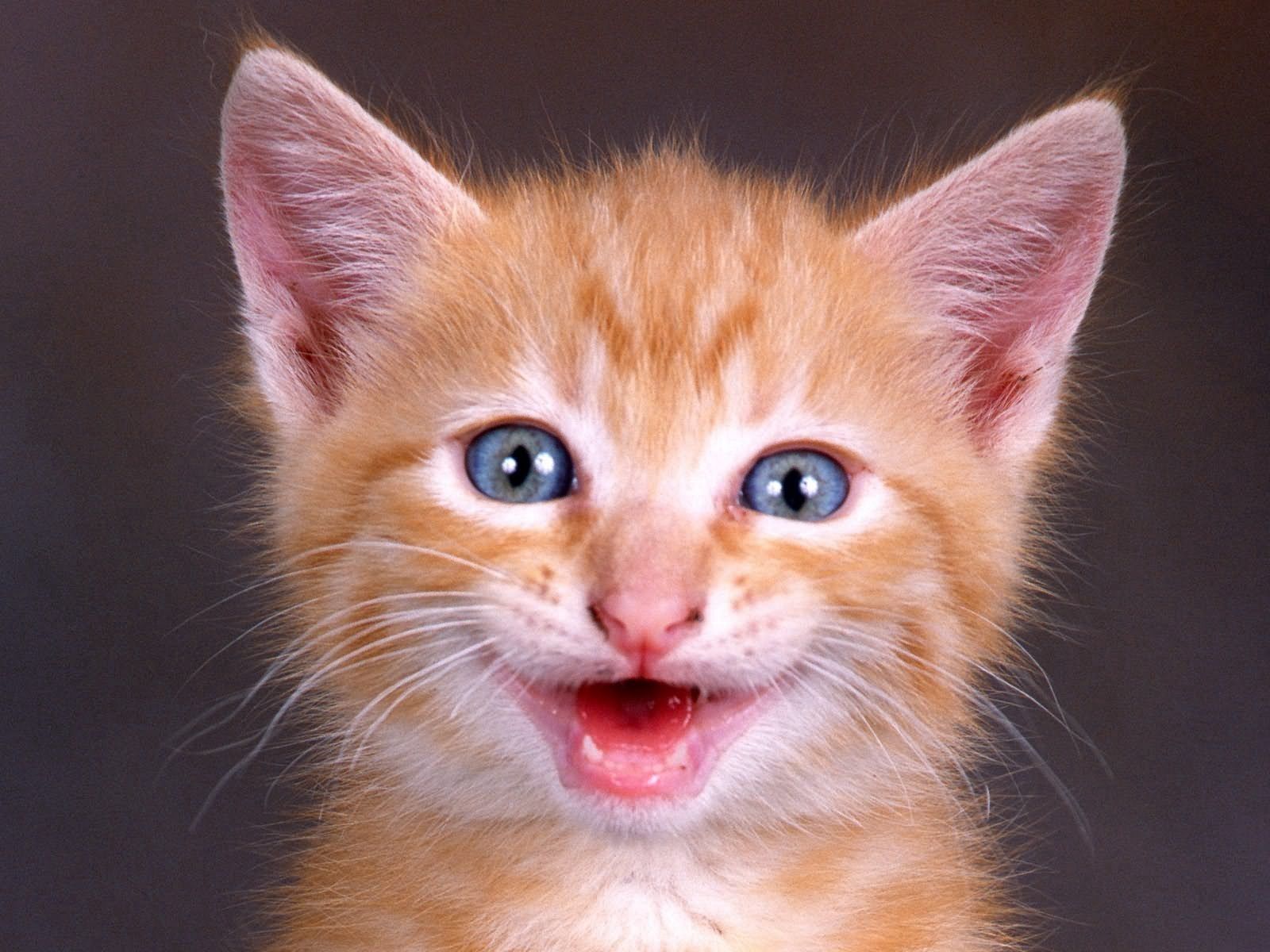 Download mobile wallpaper Muzzle, Scream, Redhead, Kitty, Cry, Kitten, Animals for free.