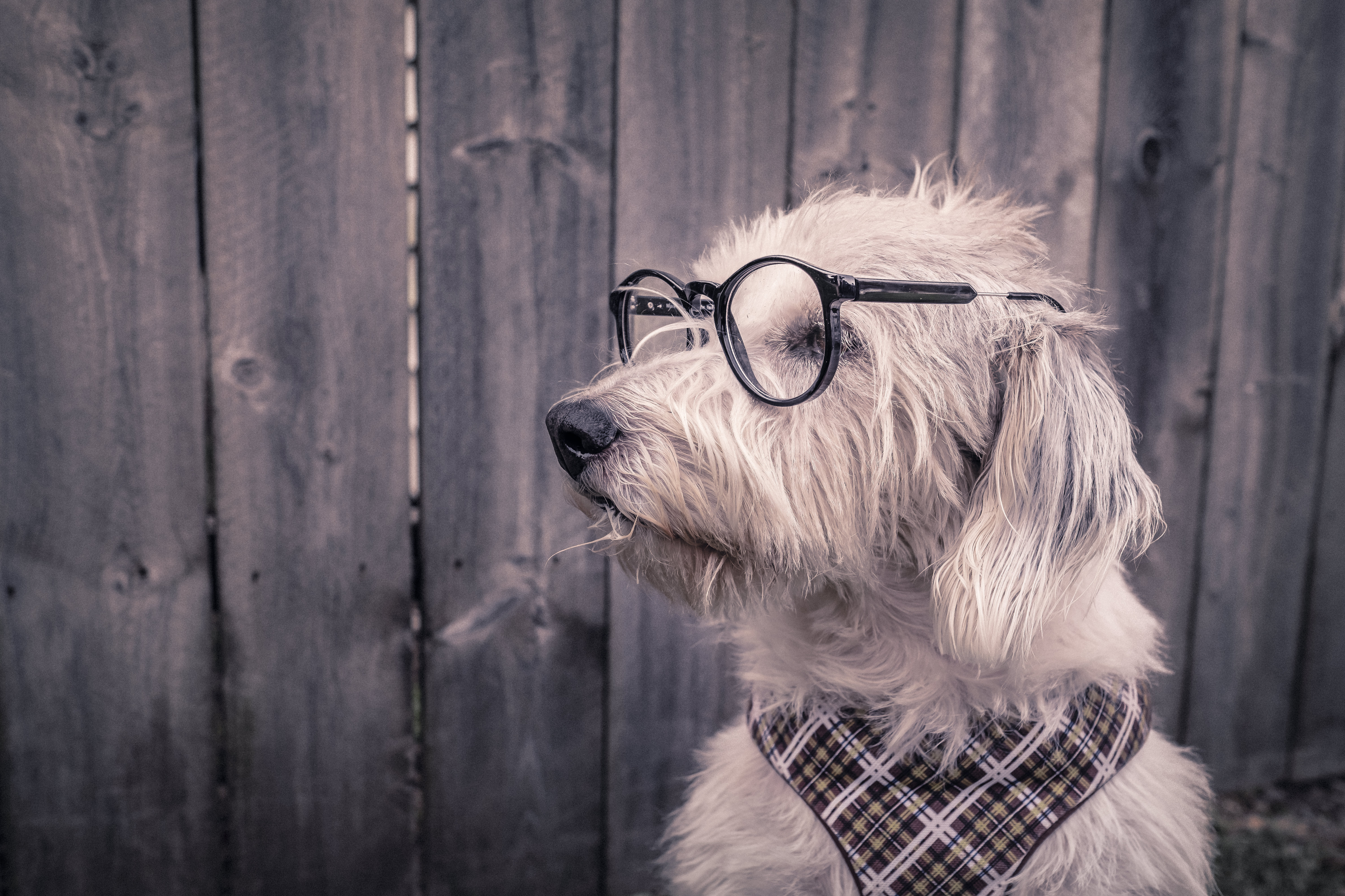 animals, dog, glasses, spectacles, handkerchief, kerchief 1080p