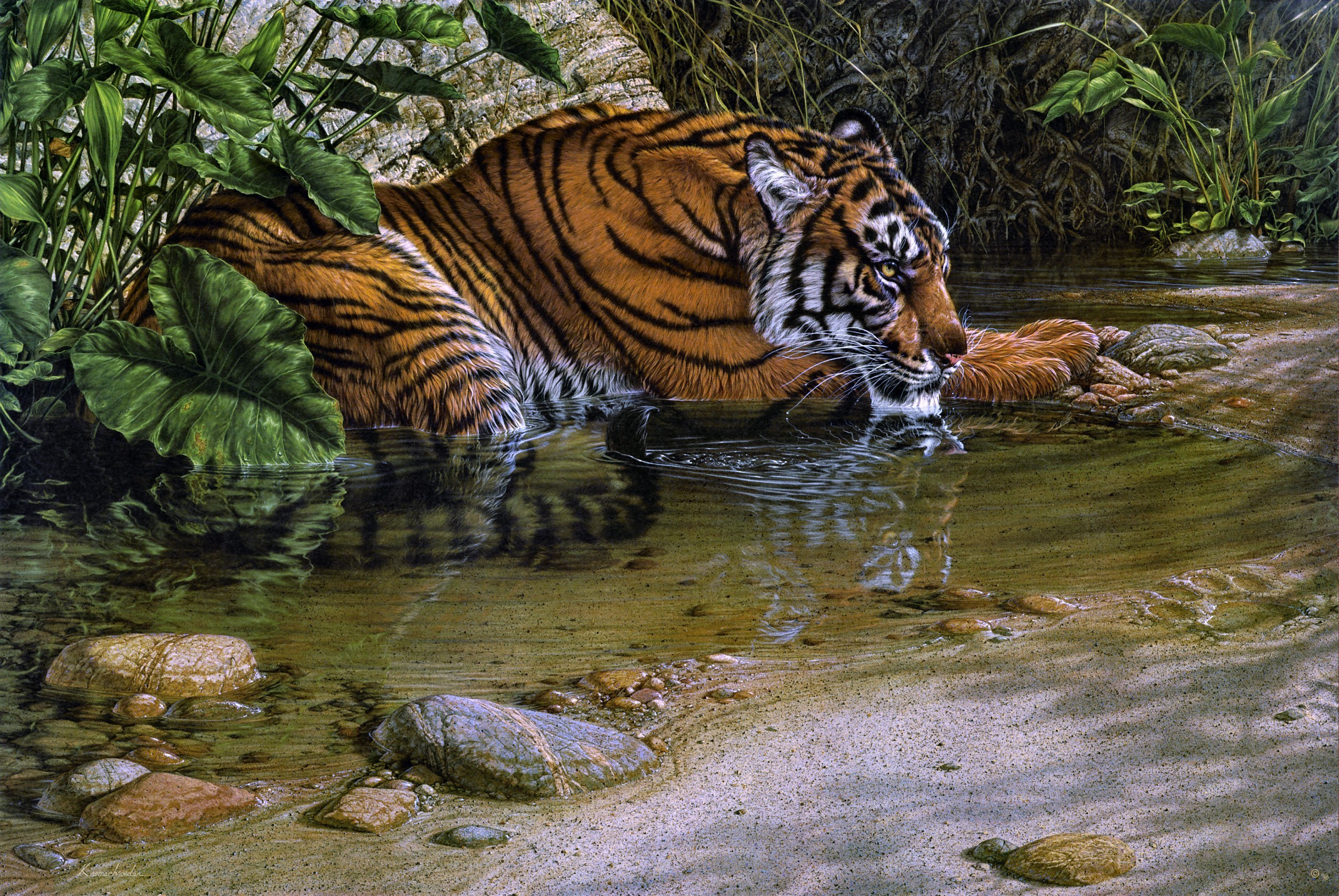 Тайгер тигр в джунглях
