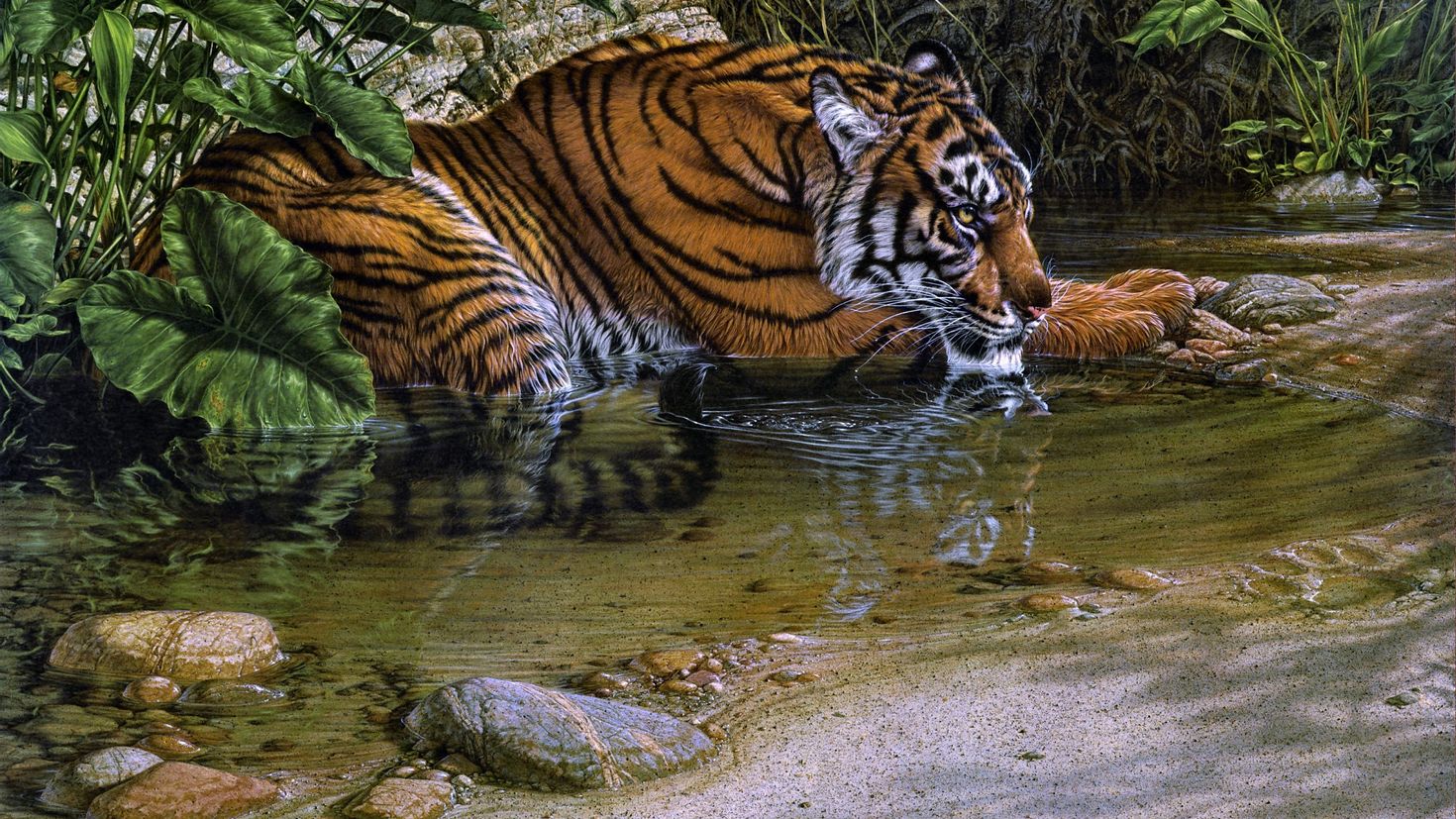 Ли тайгер. Тигр. Пейзаж с тигром. Тигр в природе. Тигр у водопада.