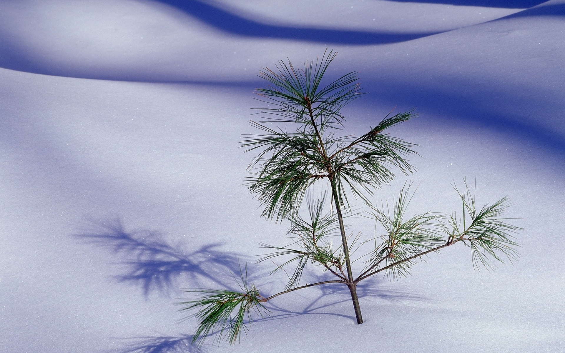 Download mobile wallpaper Pine, Landscape, Snow for free.