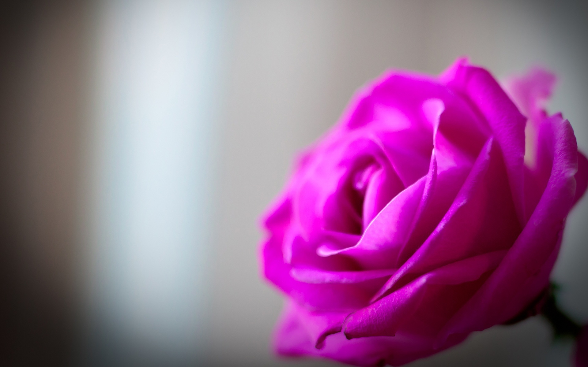 Download mobile wallpaper Violet, Plants, Flowers, Roses for free.
