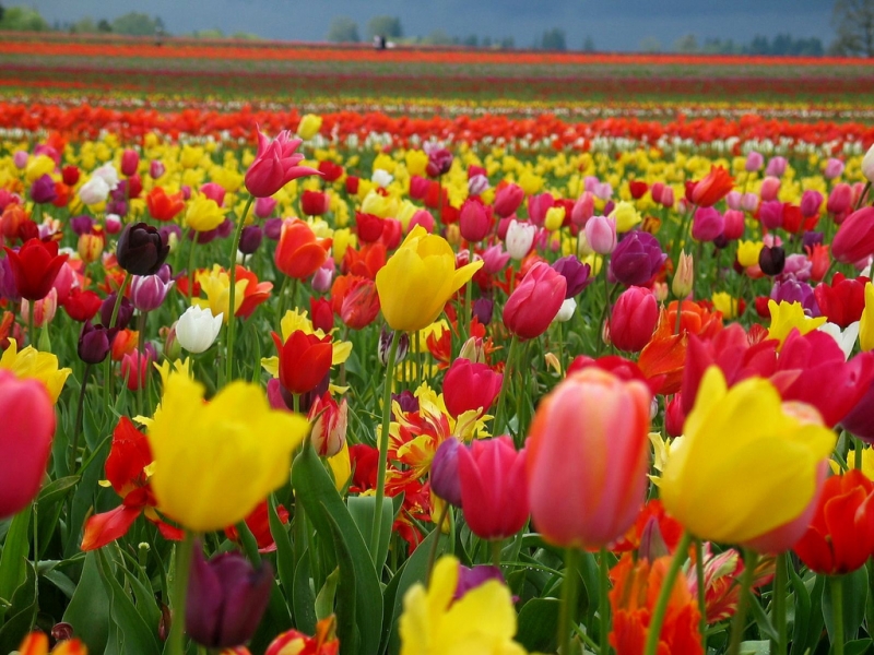 36725 Bildschirmschoner und Hintergrundbilder Tulpen auf Ihrem Telefon. Laden Sie  Bilder kostenlos herunter