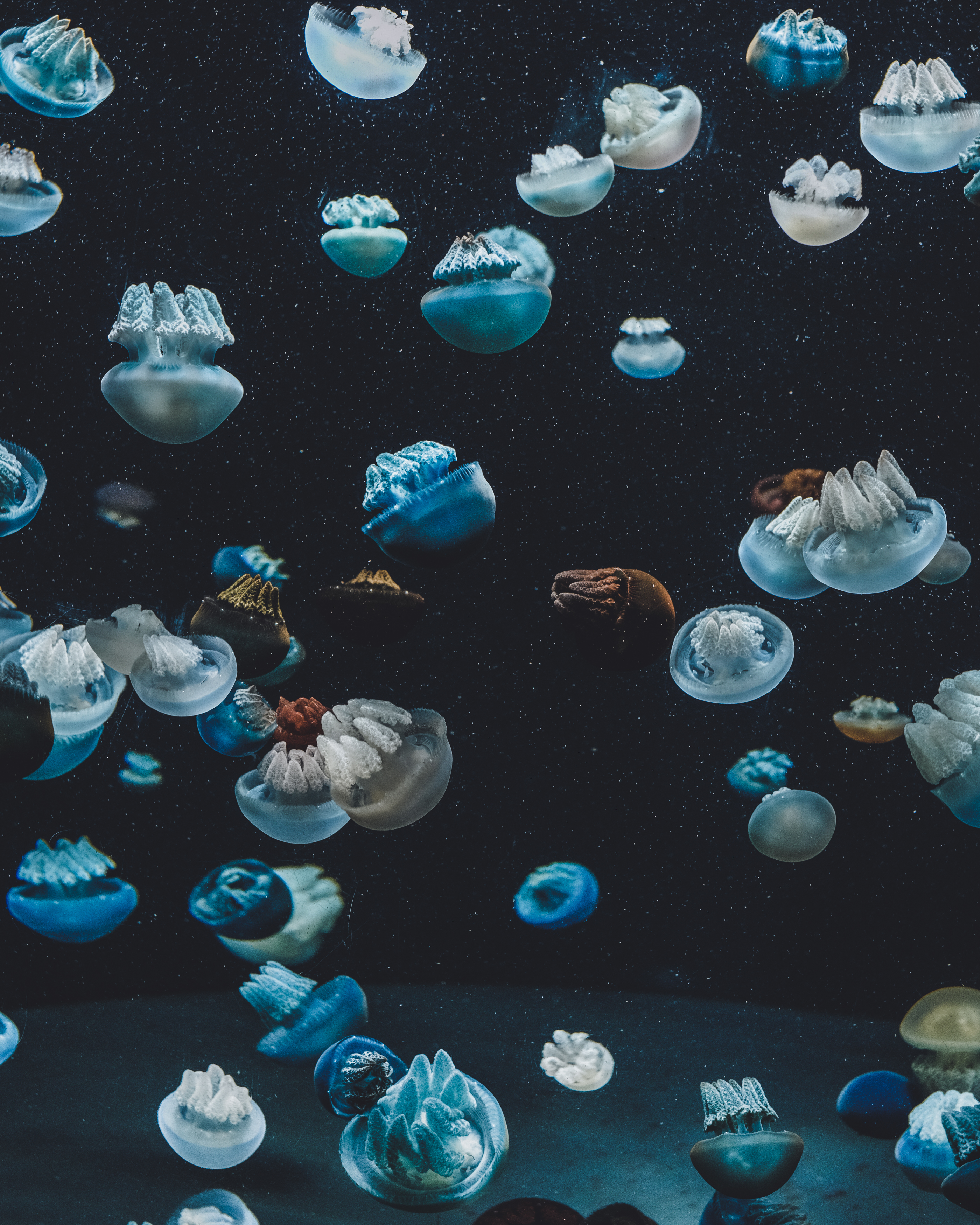 Free download wallpaper Animals, Jellyfish, Aquarium, Underwater World on your PC desktop