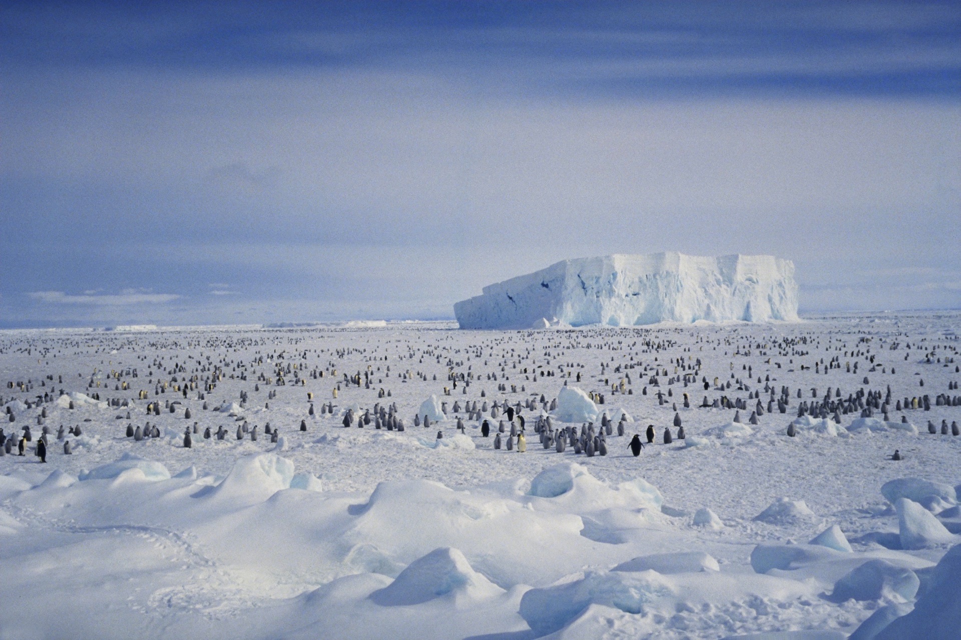 penguin, animal, antarctica, iceberg, snow, birds