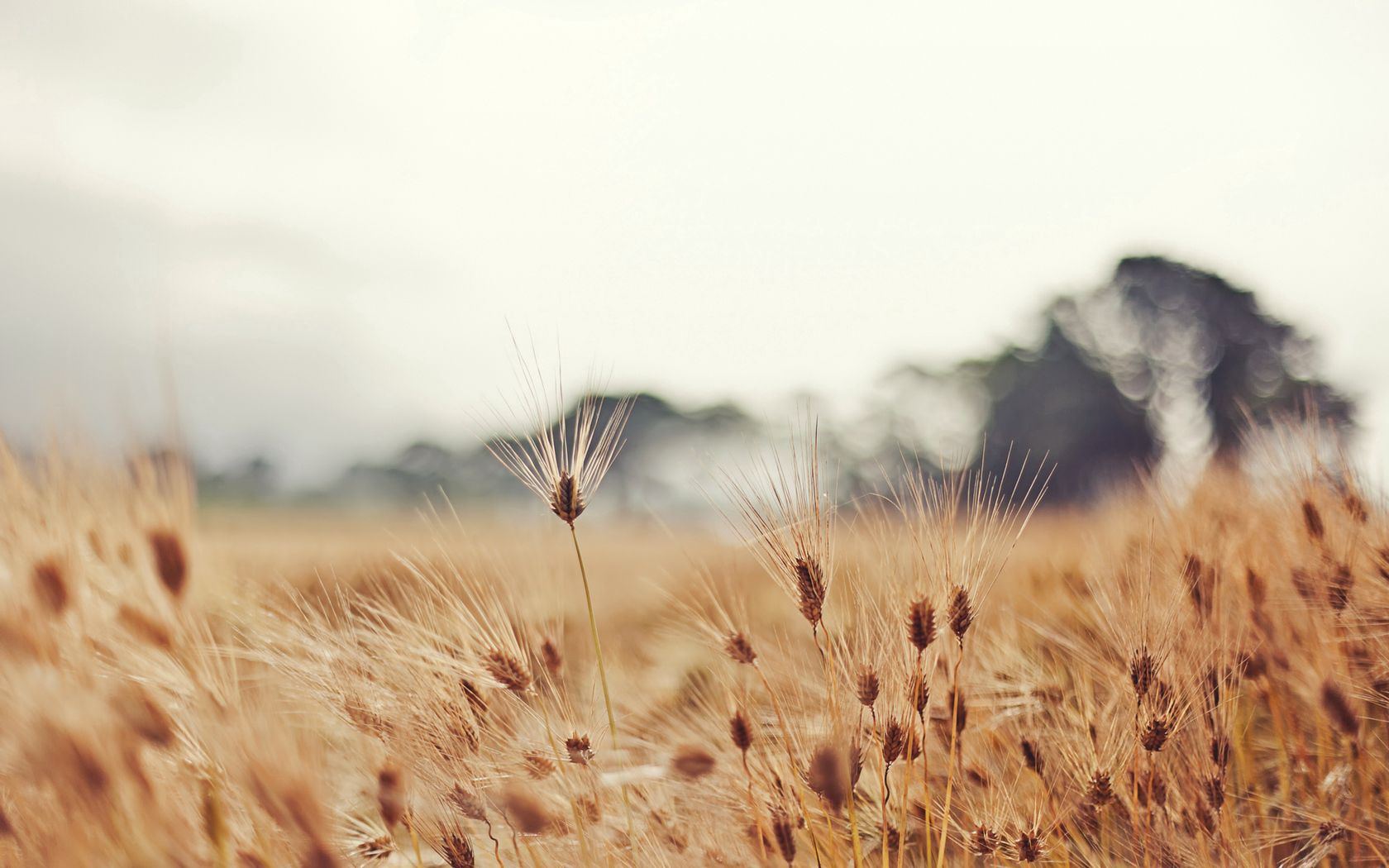 wheat, nature, blur, ears, mainly cloudy, overcast, mustache, moustache, spikes
