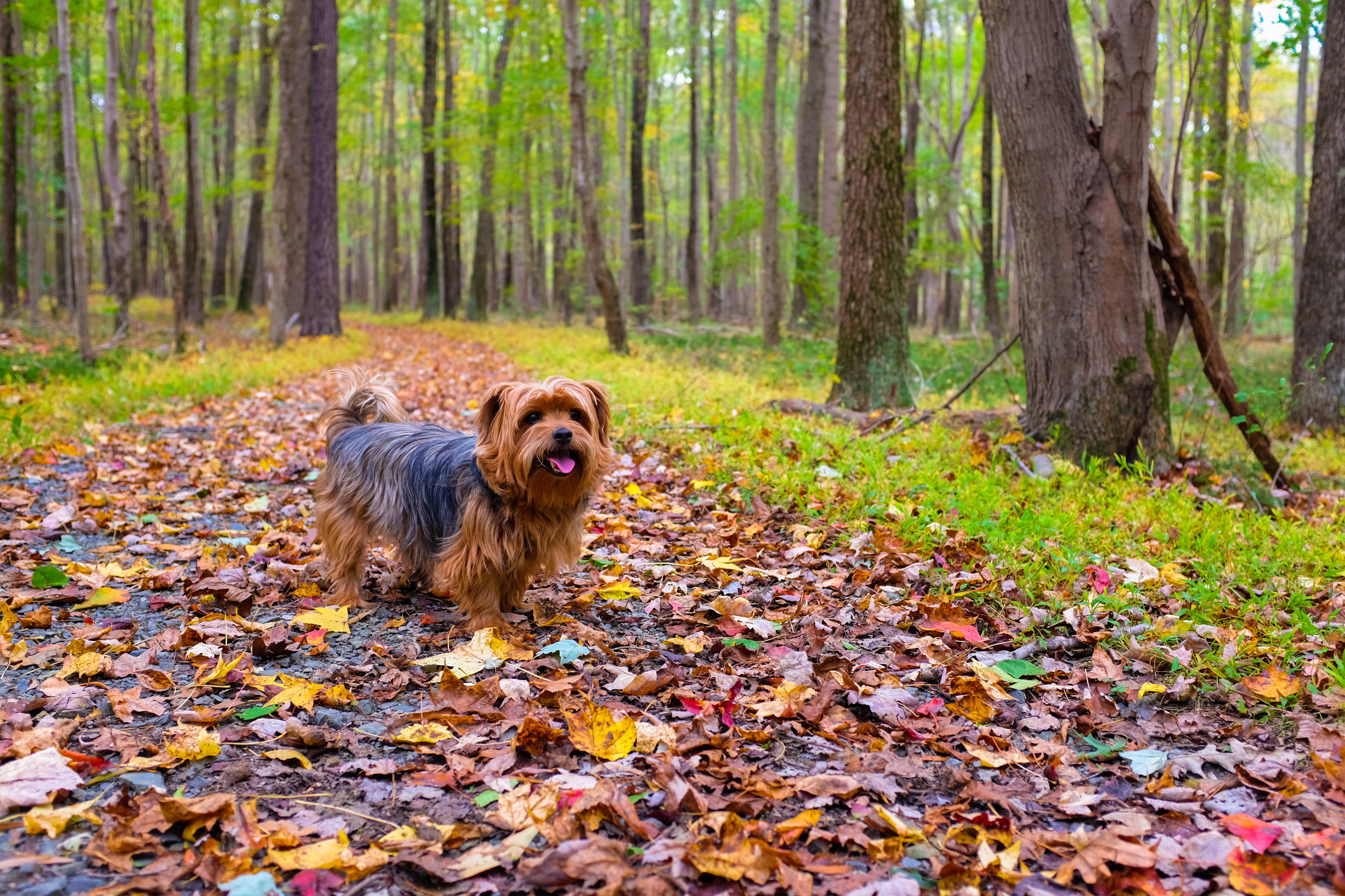 stroll, autumn, animals, dog, park Smartphone Background