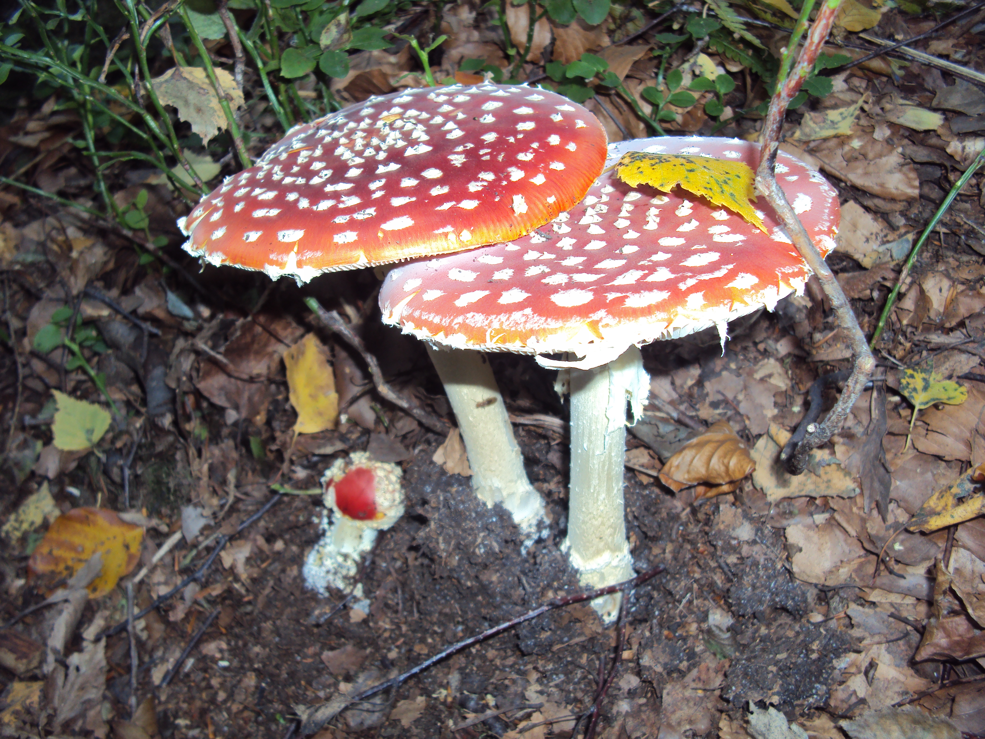 earth, mushroom, fly agaric for android