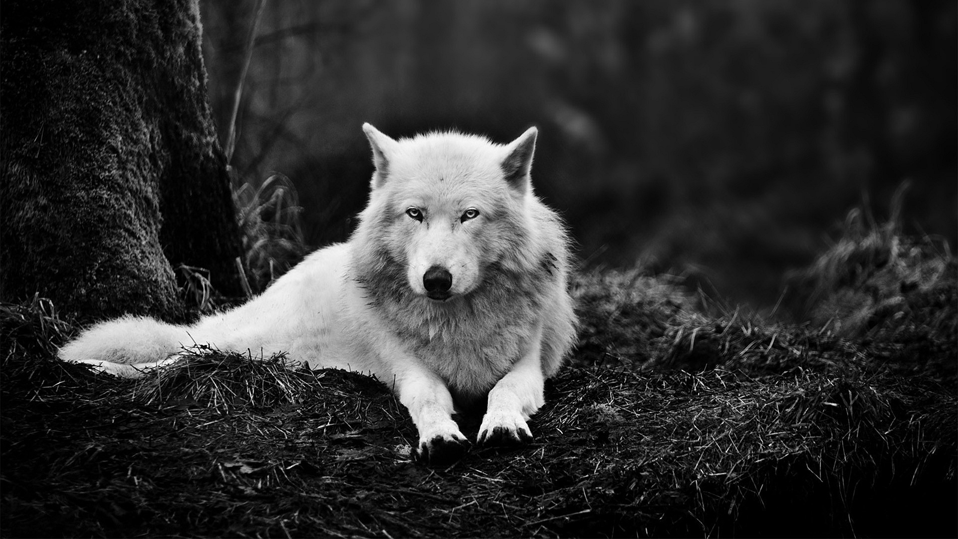 Тема на рабочий стол волк