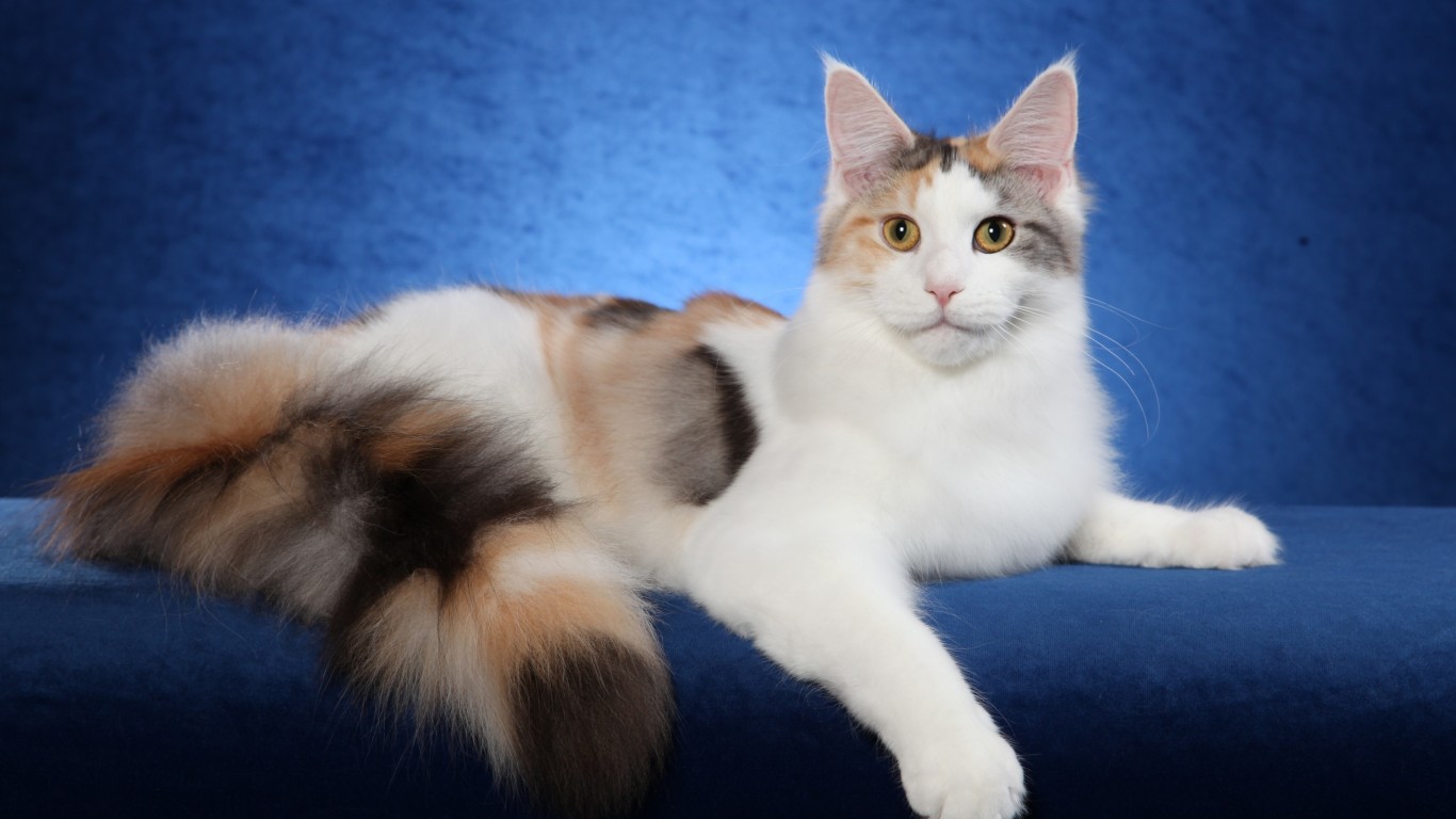 animal, cat, calico cat, maine coon, photography, cats 1080p