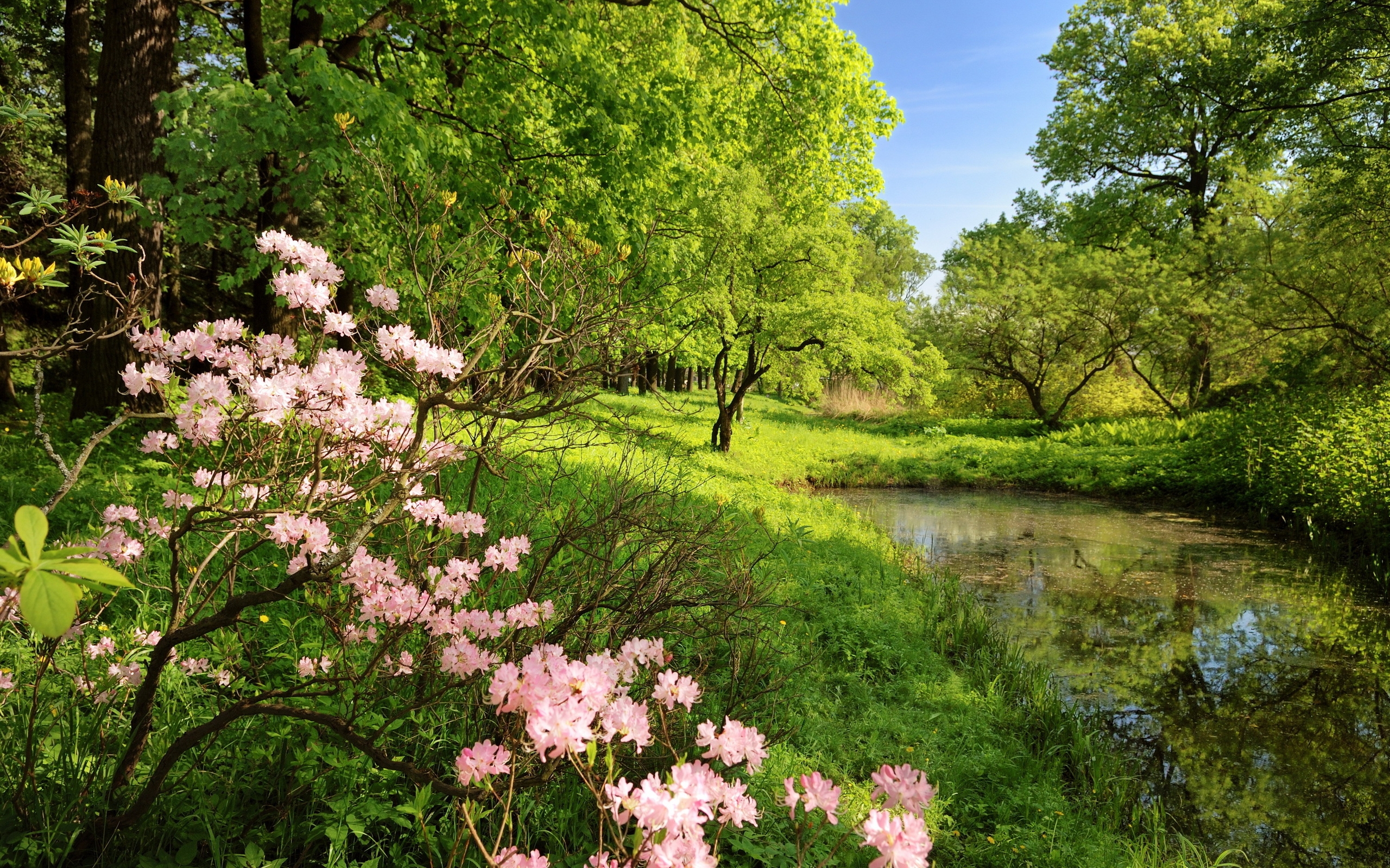 green, spring, grass, flower, earth, landscape, pond, tree phone background