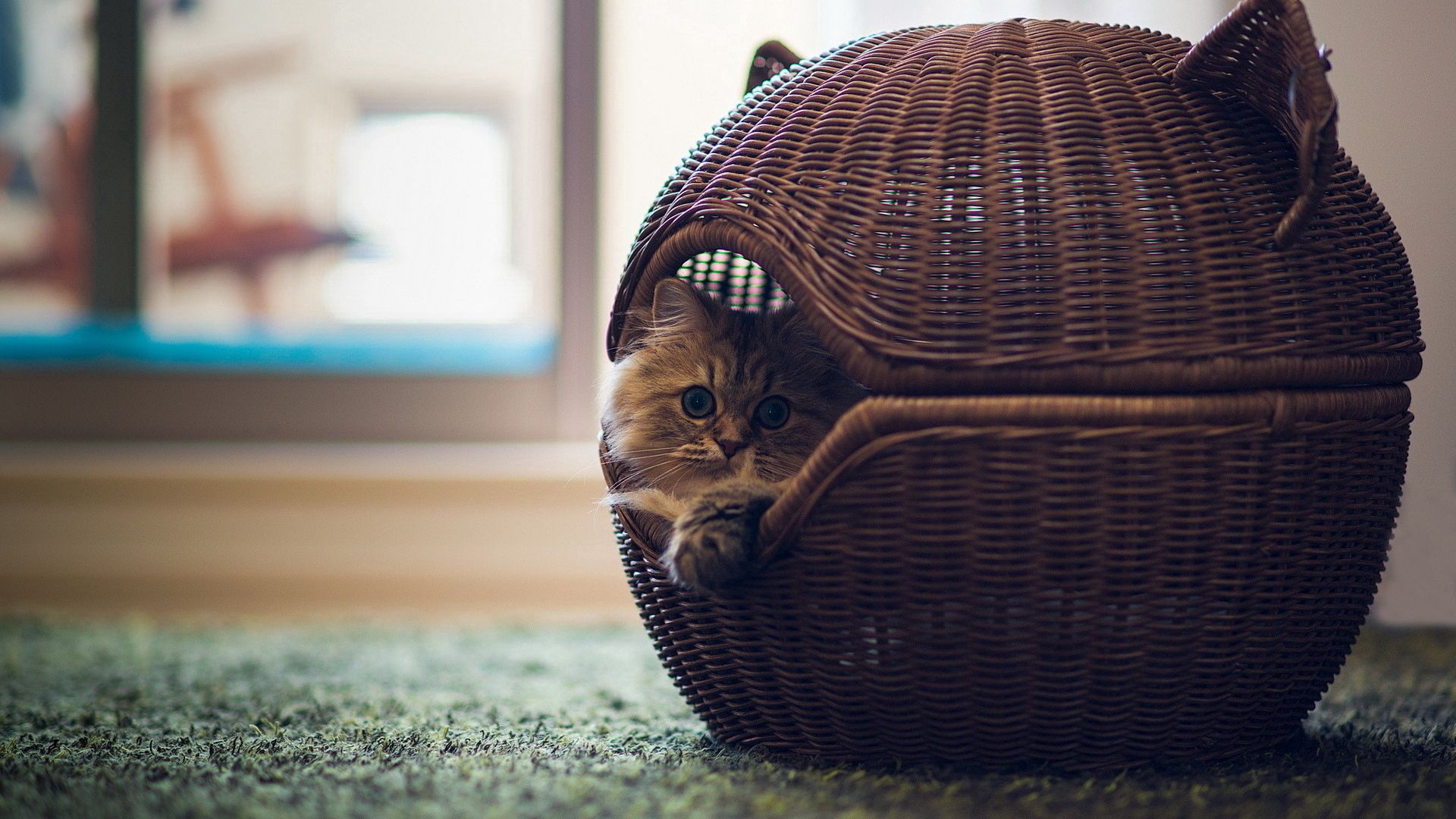 Download mobile wallpaper Animals, Basket, Cat, Lodge, Room, Small House for free.