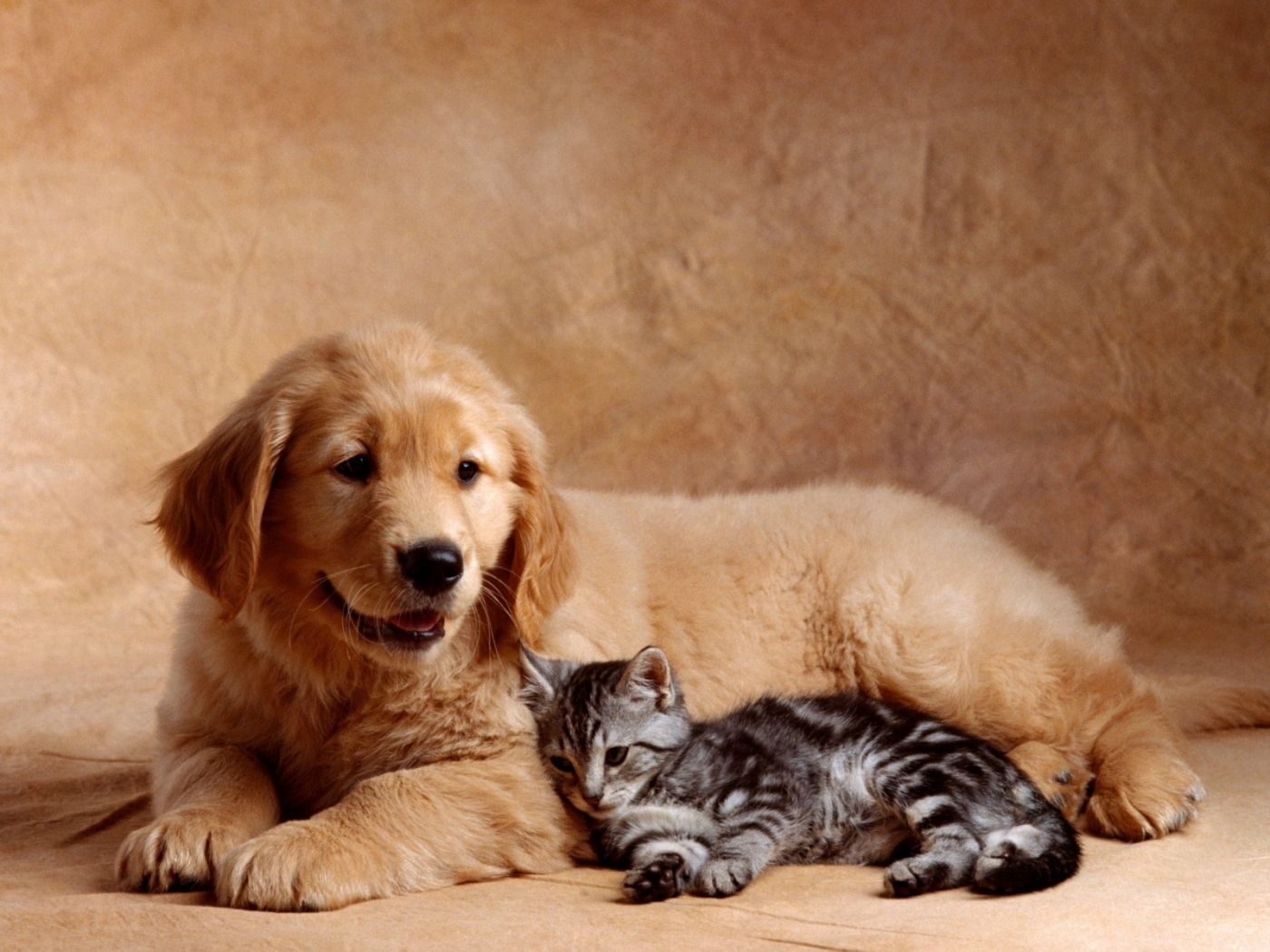 Изображение кошки и собаки