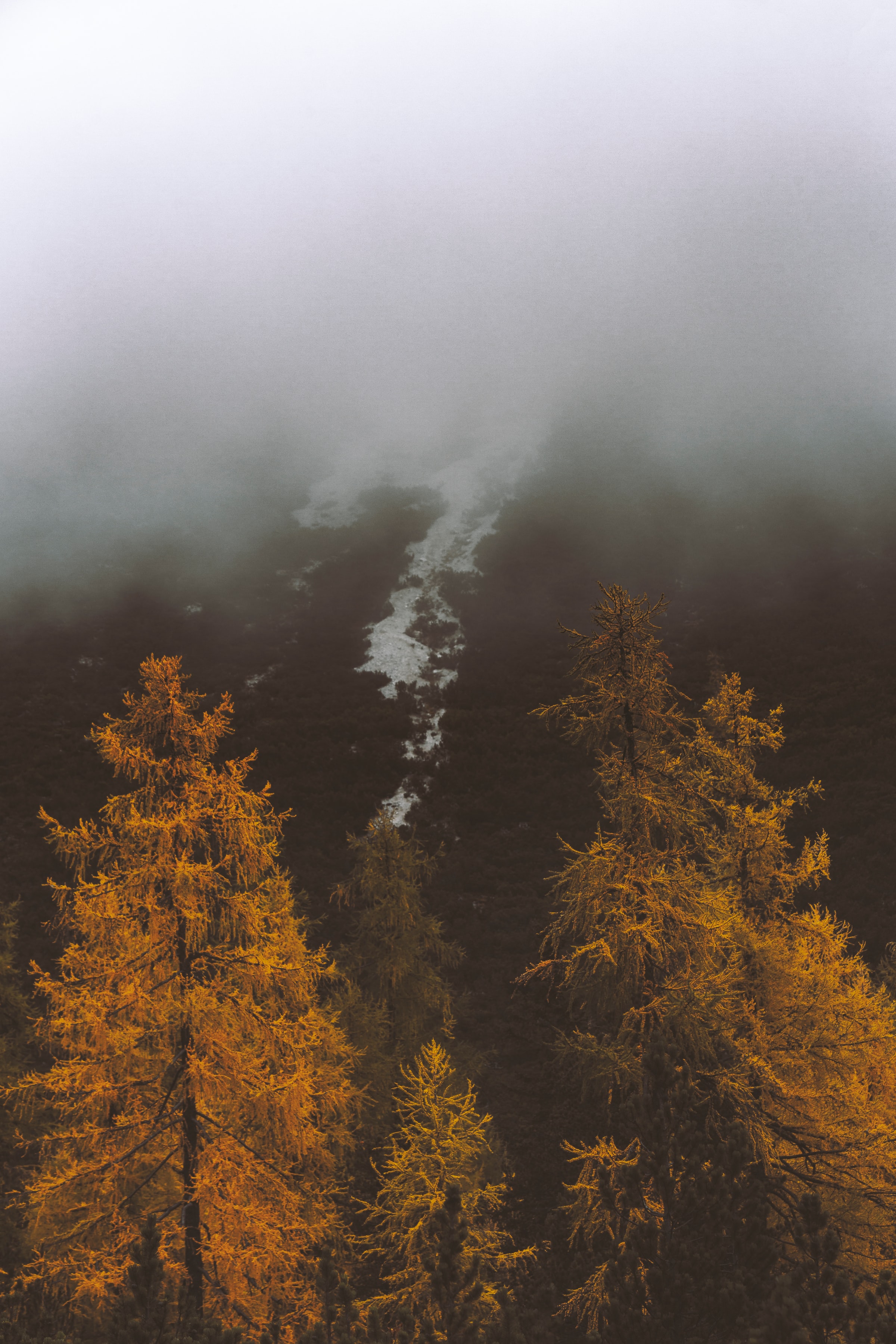 Скачать картинку Склон, Деревья, Туман, Природа, Осень в телефон бесплатно.