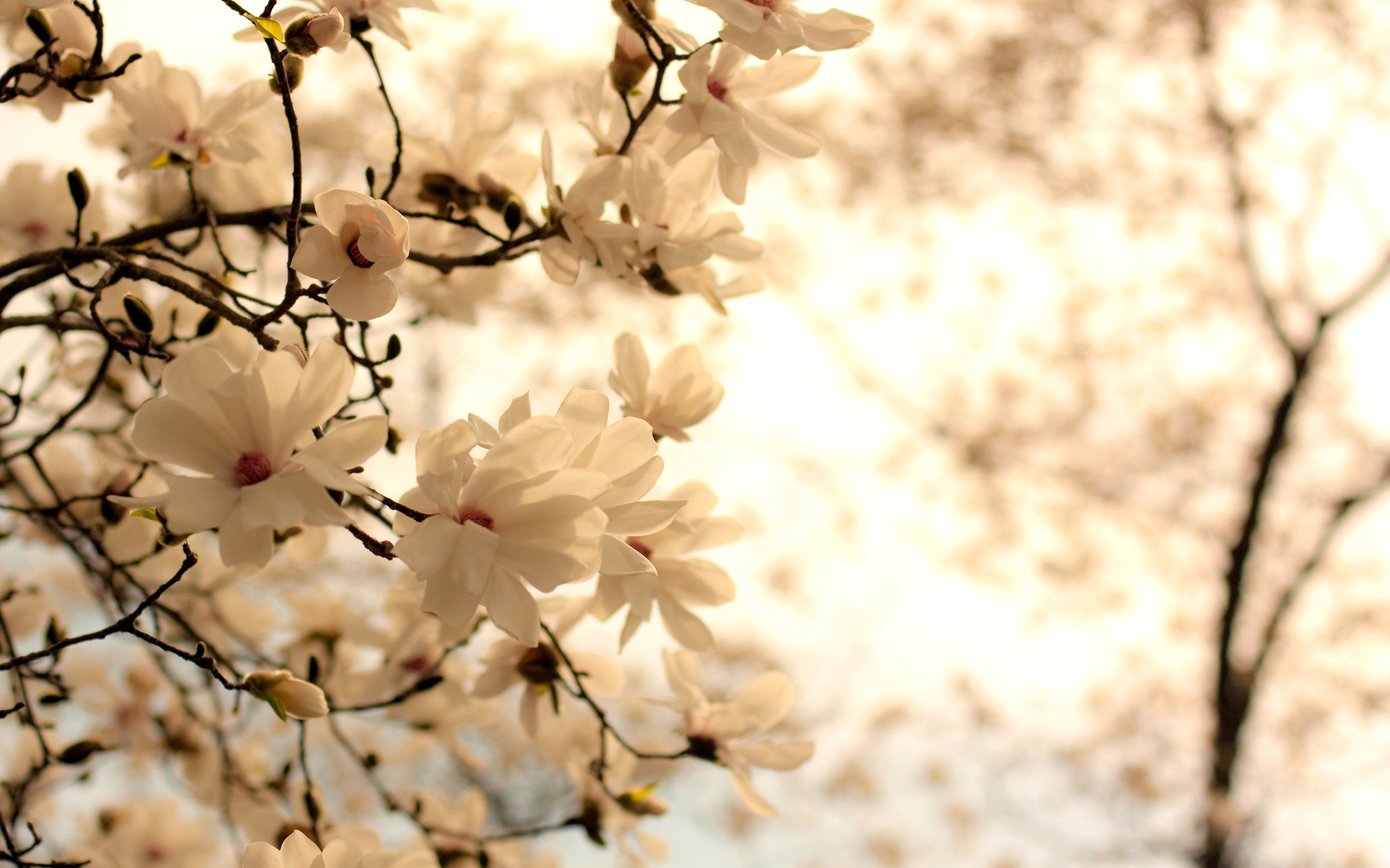 flowers, nature, white flower, blossom, flower, earth Aesthetic wallpaper