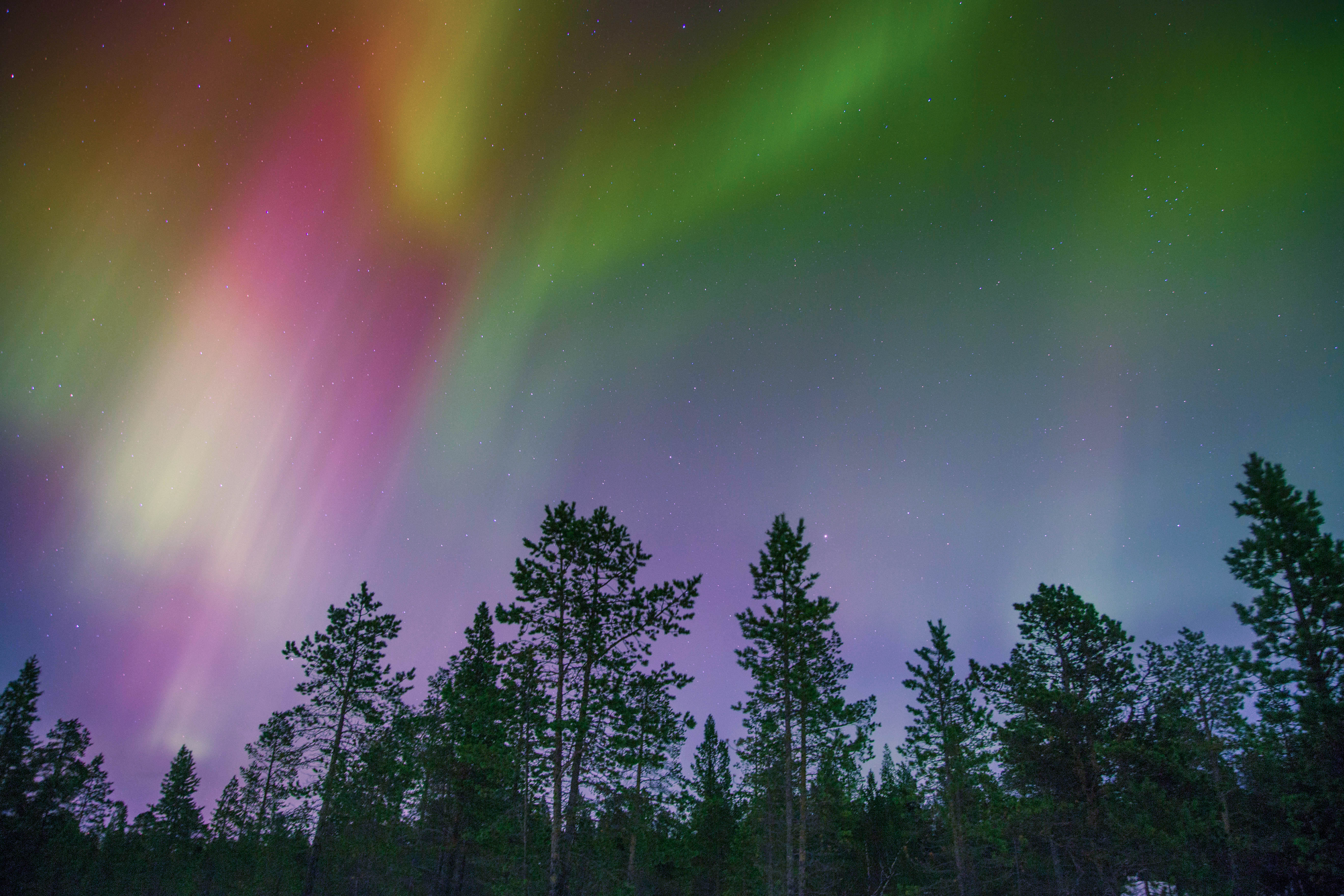 Download mobile wallpaper Aurora Borealis, Nature, Motley, Trees, Multicolored, Northern Lights for free.