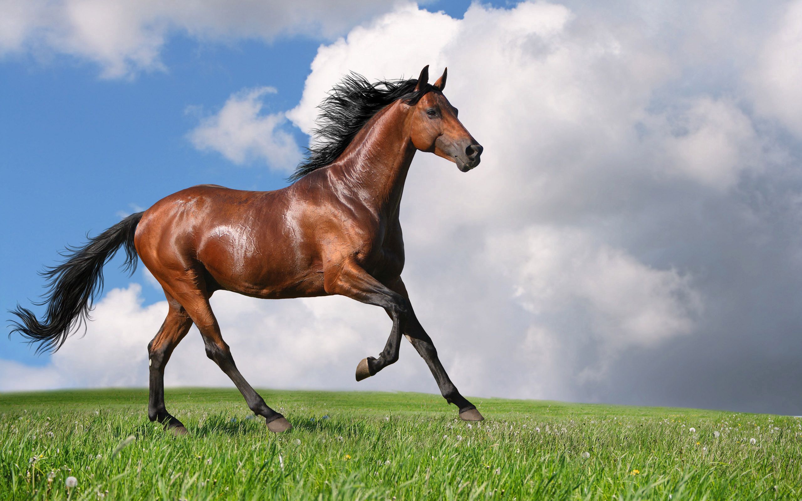Popular Horse background images