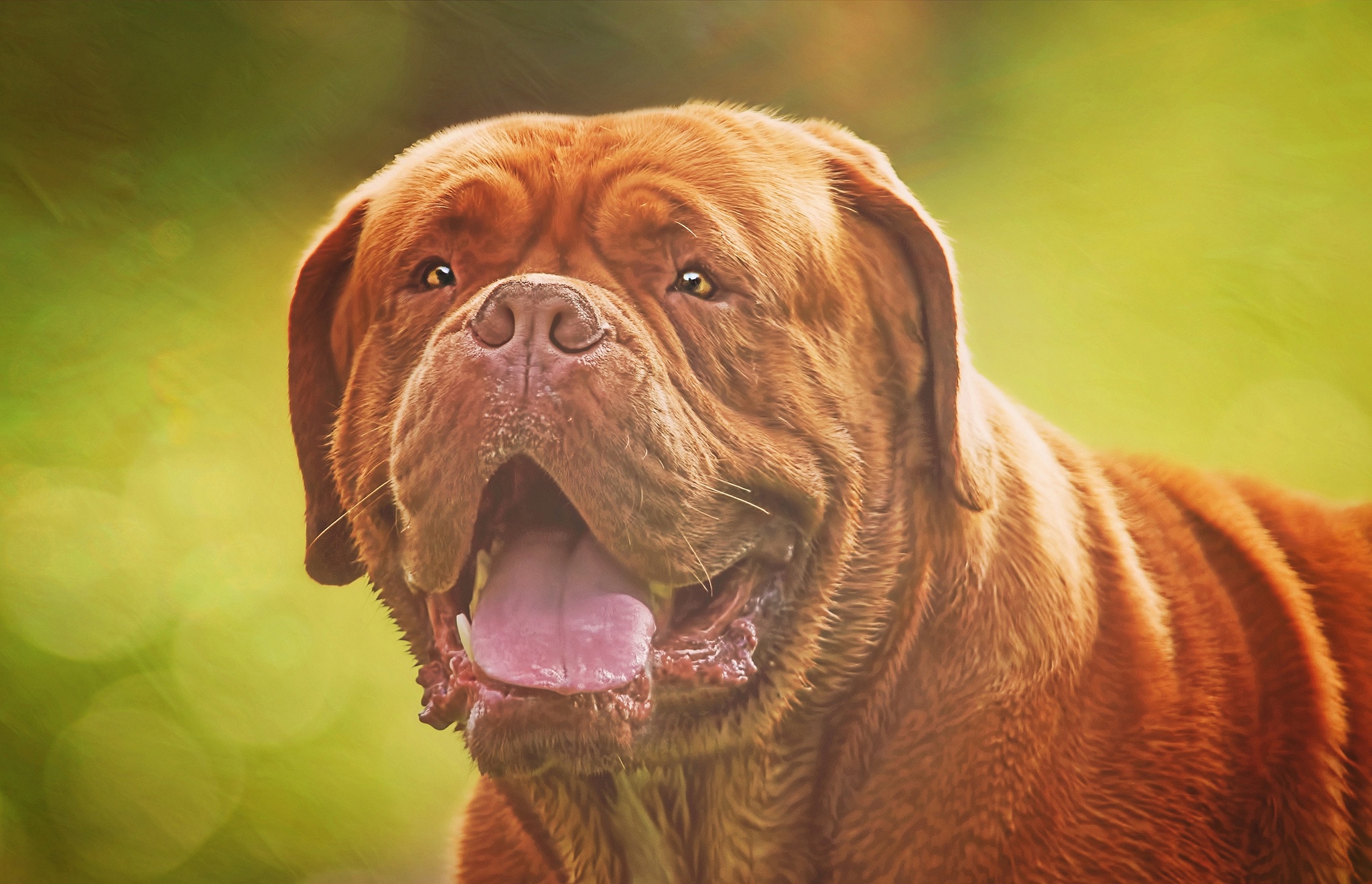 android animal, dogue de bordeaux, dog, dogs