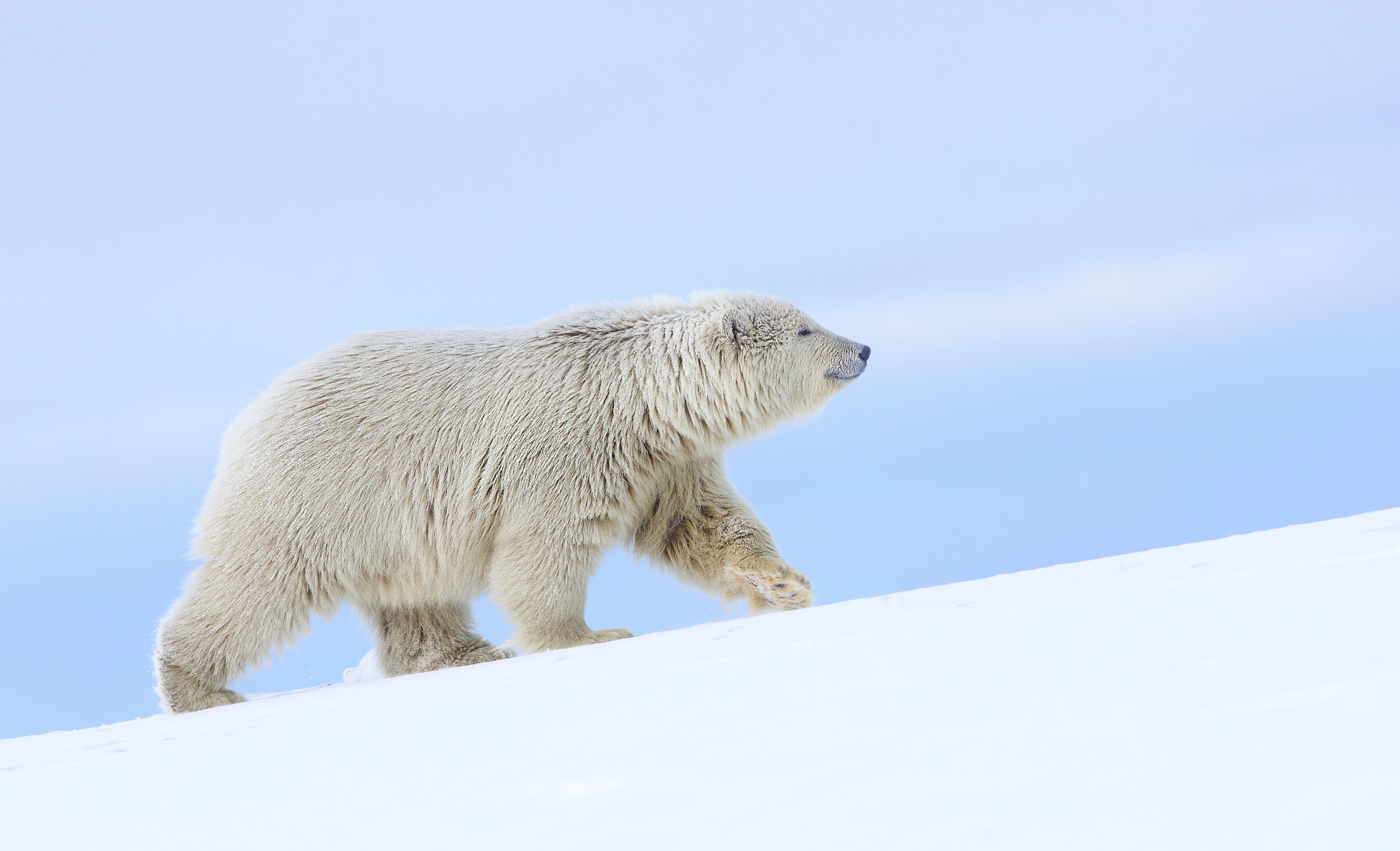 404804 télécharger l'image animaux, ours polair, ours polaire, ours - fonds d'écran et économiseurs d'écran gratuits