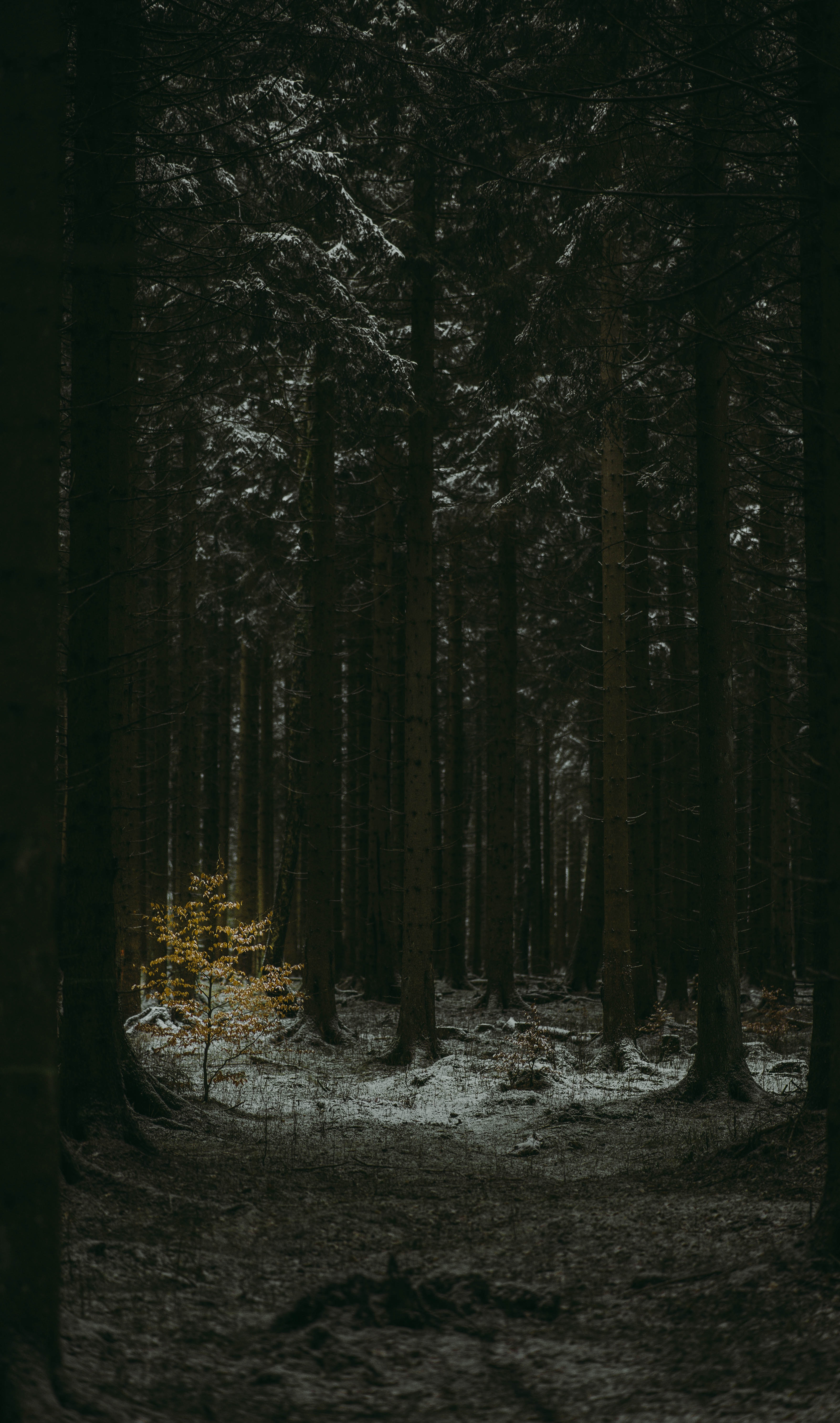dark, winter, nature, trees, coniferous, forest 2160p