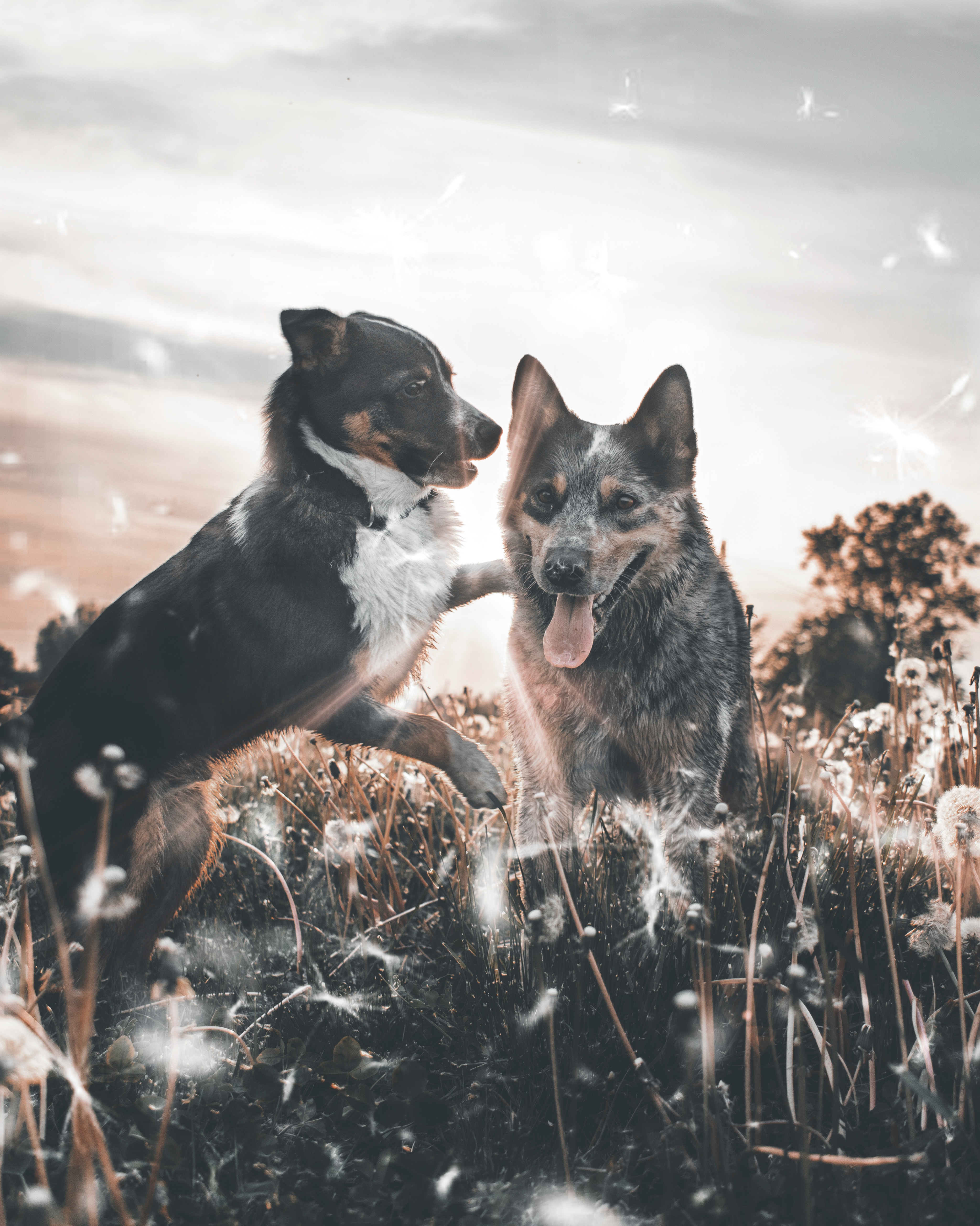 Free download wallpaper Animals, Dandelions, Field, Tongue Stuck Out, Protruding Tongue, Playful, Dogs on your PC desktop