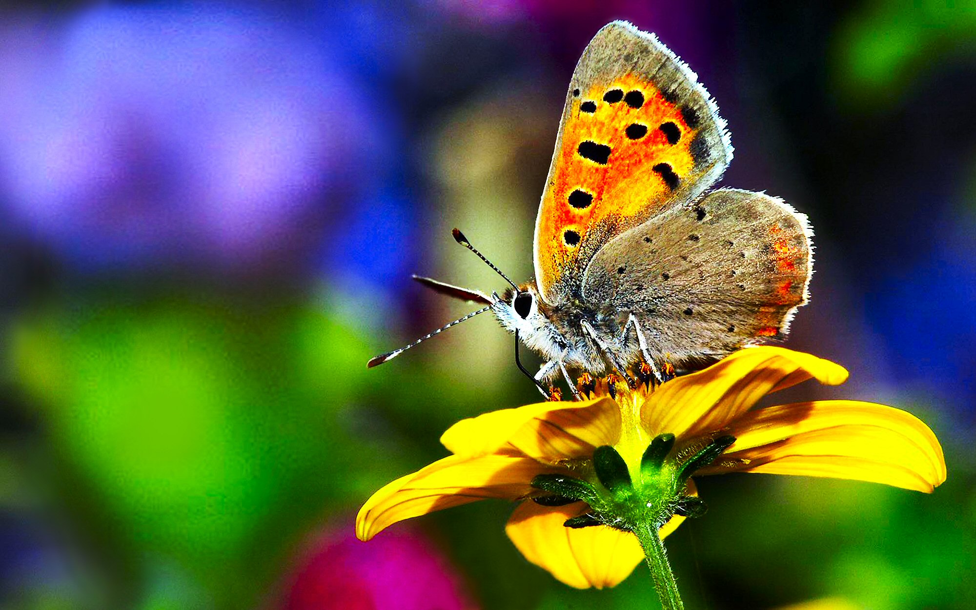 colorful, animal, butterfly, flower, insect, pastel
