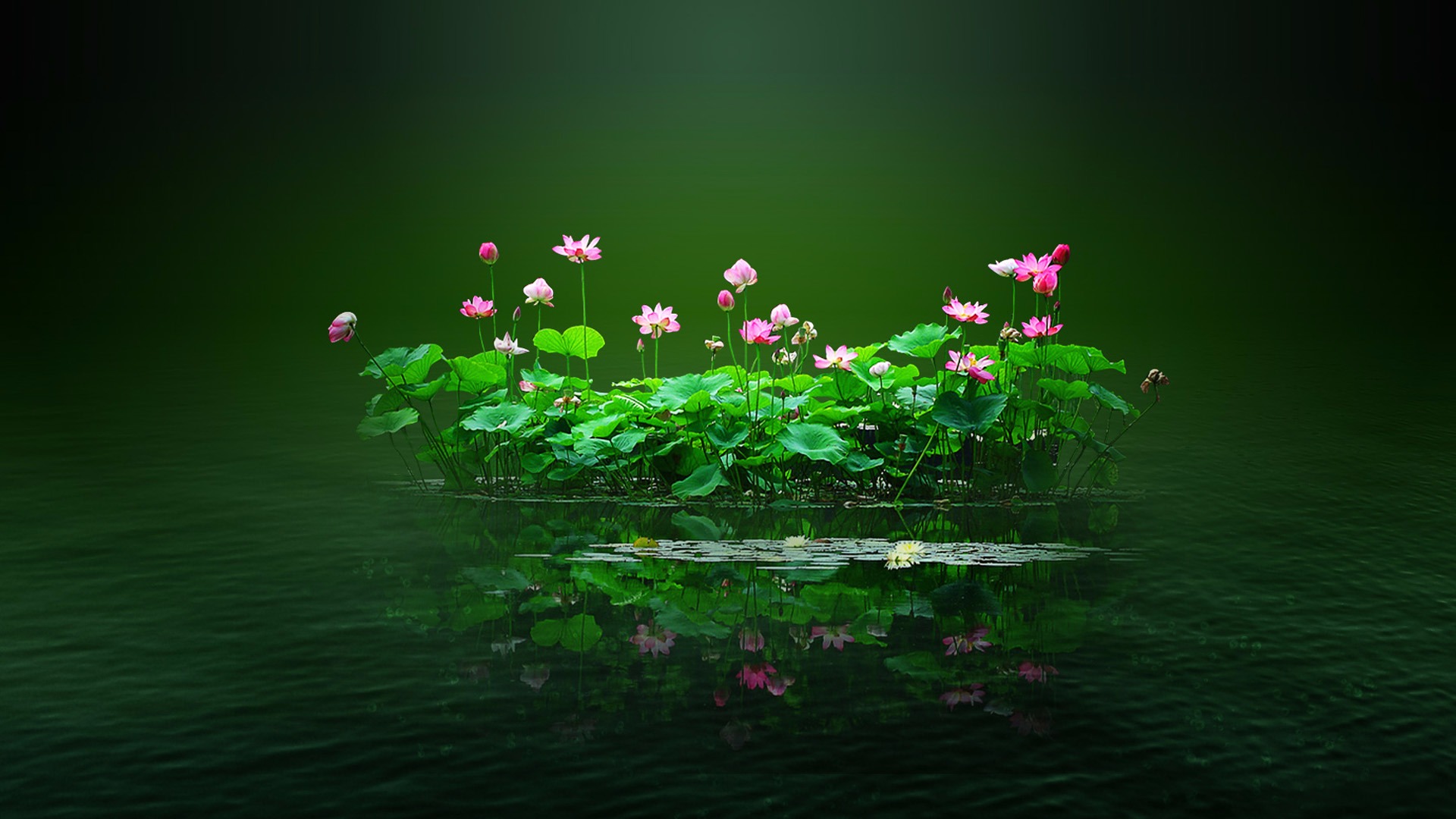 391144 Hintergrundbild herunterladen blume, erde/natur, lotus, grün, blatt, planze, teich, blumen - Bildschirmschoner und Bilder kostenlos