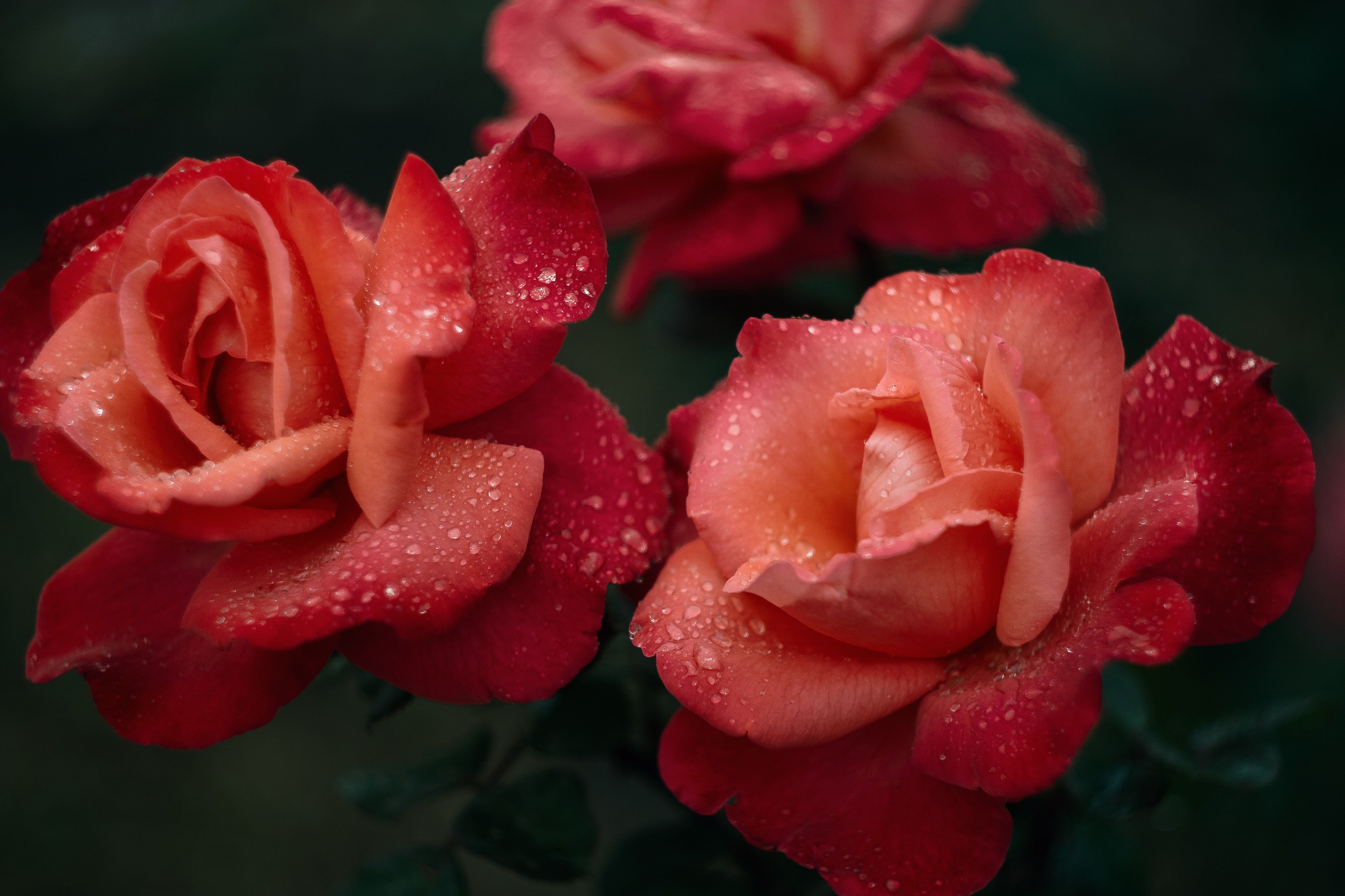 Скачать картинку Мокрый, Роза, Розовый, Роса, Капли, Цветы, Цветок в телефон бесплатно.