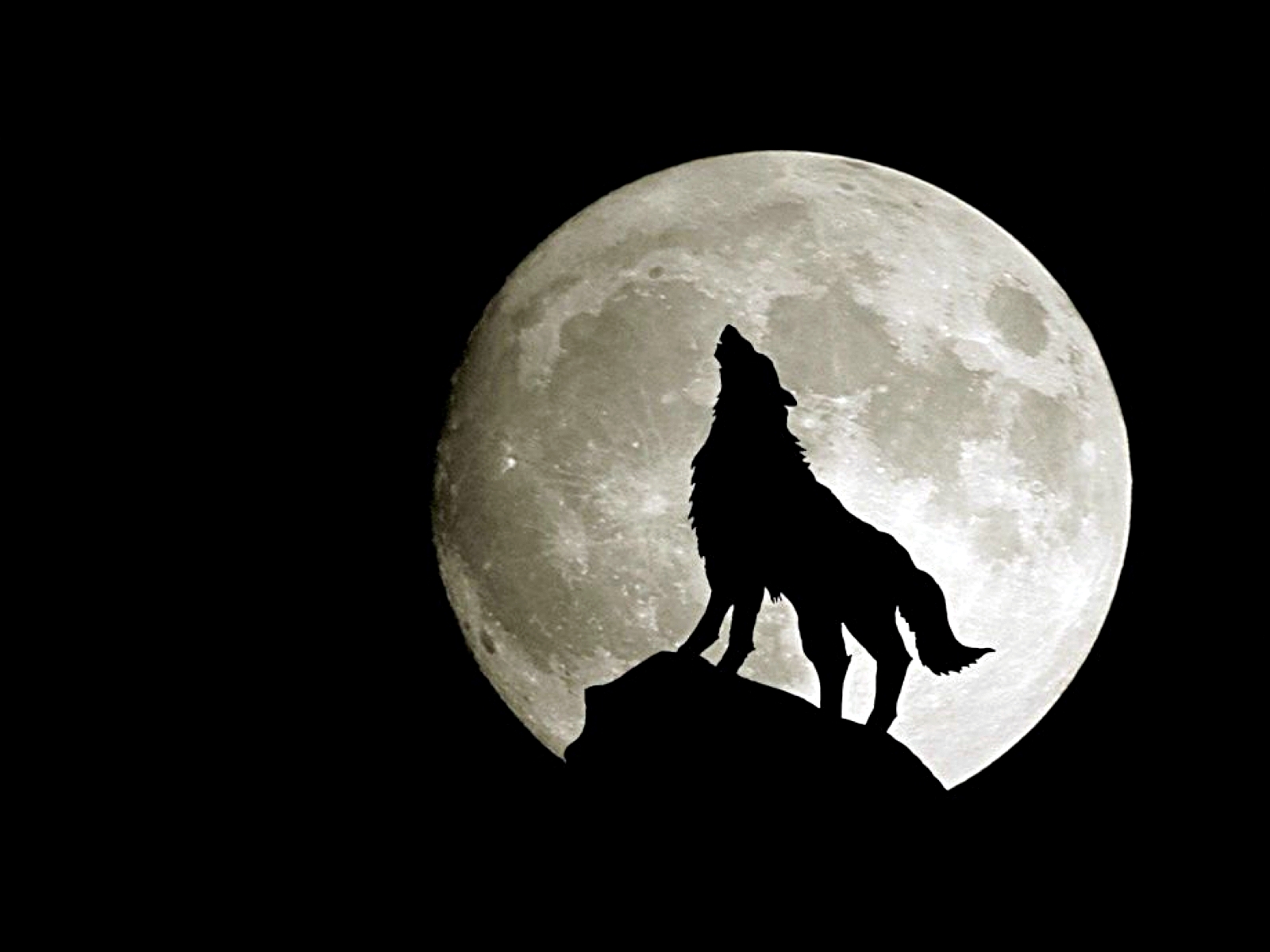 wolf, animal, moon, howling 4K Ultra