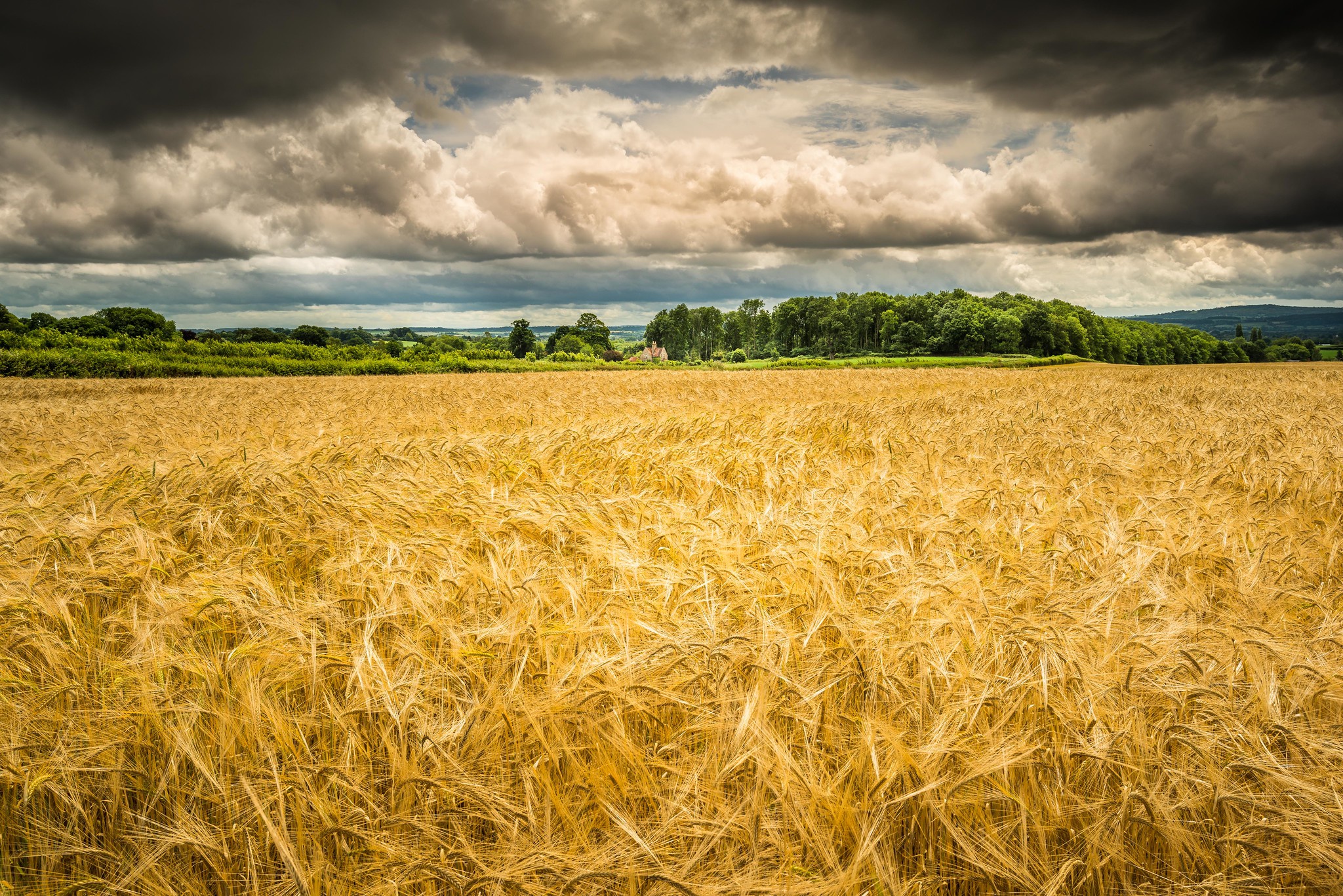 Пшеничное поле Суздаль