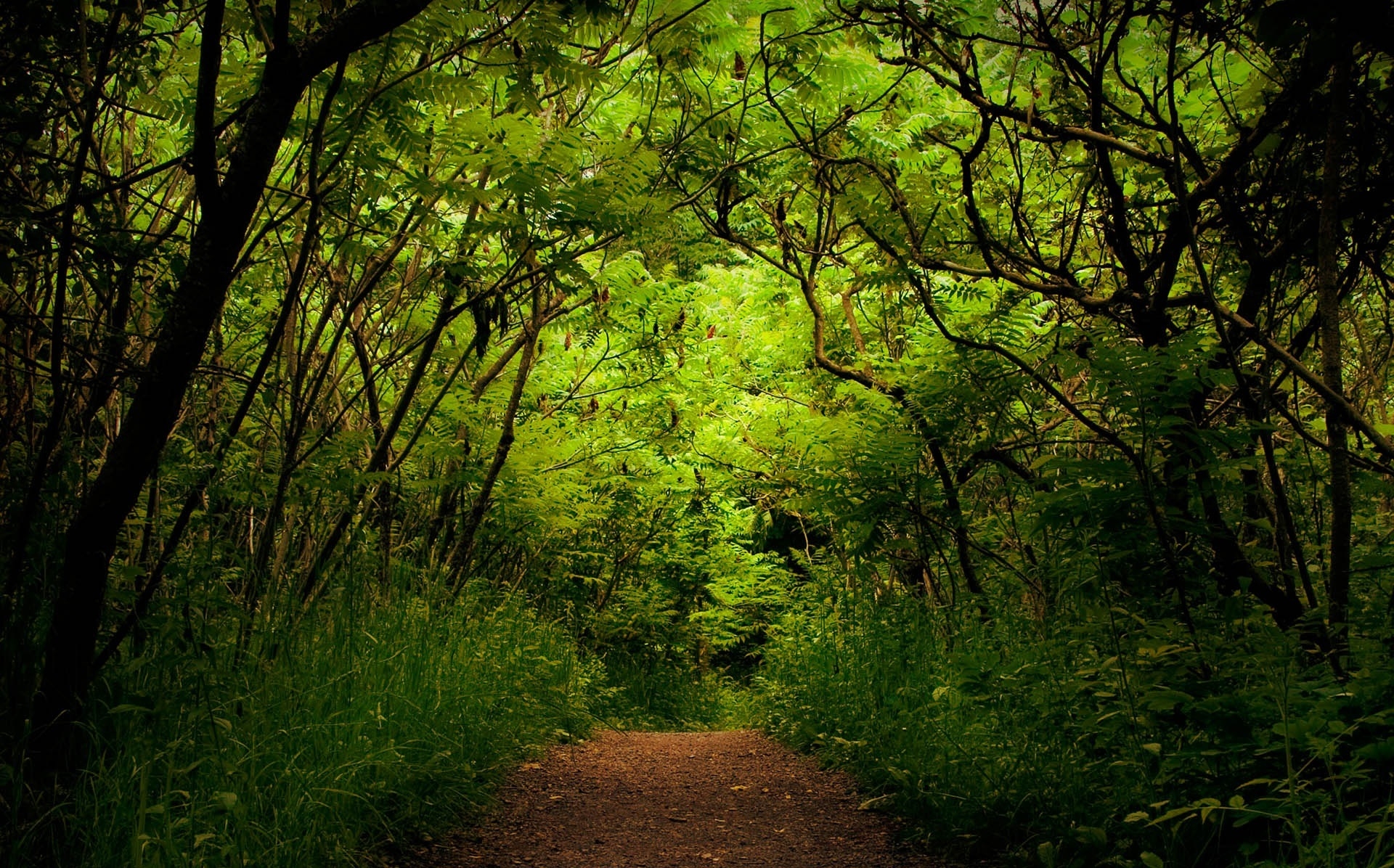 nature, trees, green, forest, path, trail, thickets, thicket