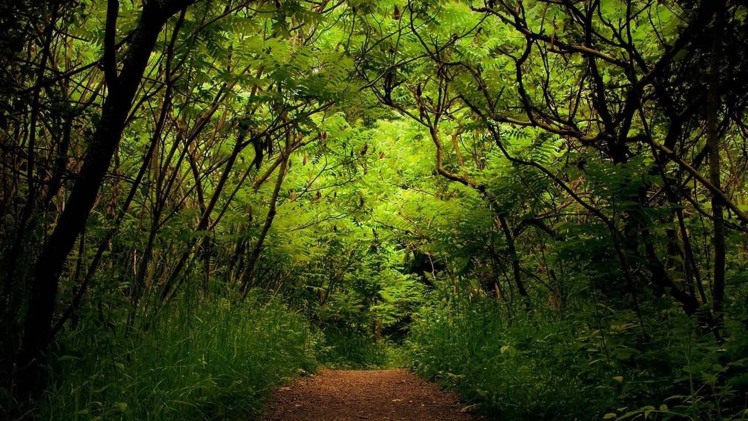 Forest trail. Природа леса. Тропинка в лесу. Заросший лес. Зеленый лес.