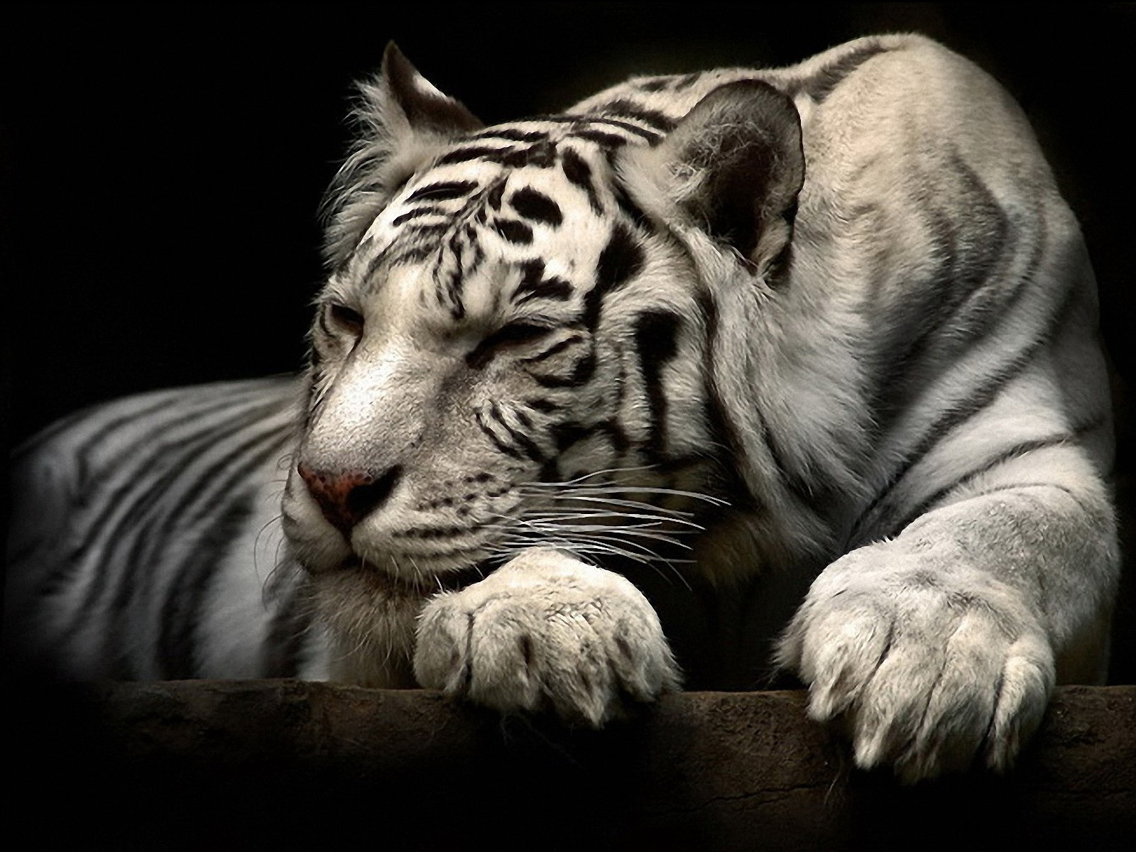 164257 baixar papel de parede tigre, animais, gatos, tigre branco - protetores de tela e imagens gratuitamente