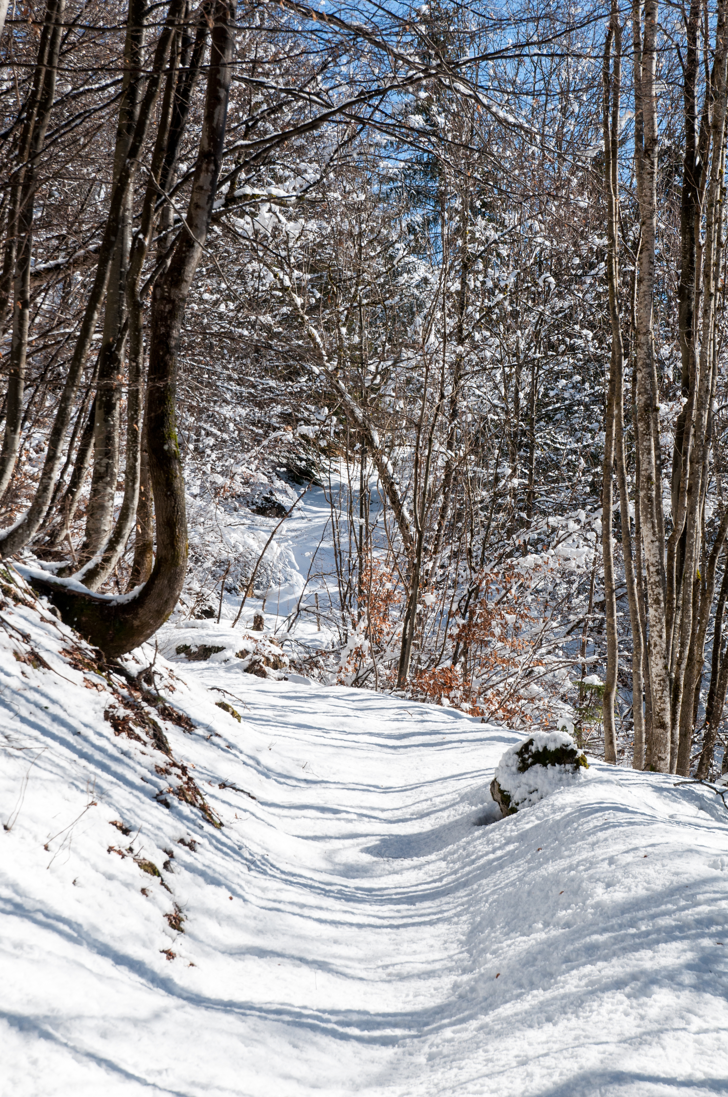 Descarga gratuita de fondo de pantalla para móvil de Naturaleza, Nieve, Camino, Invierno, Bosque.