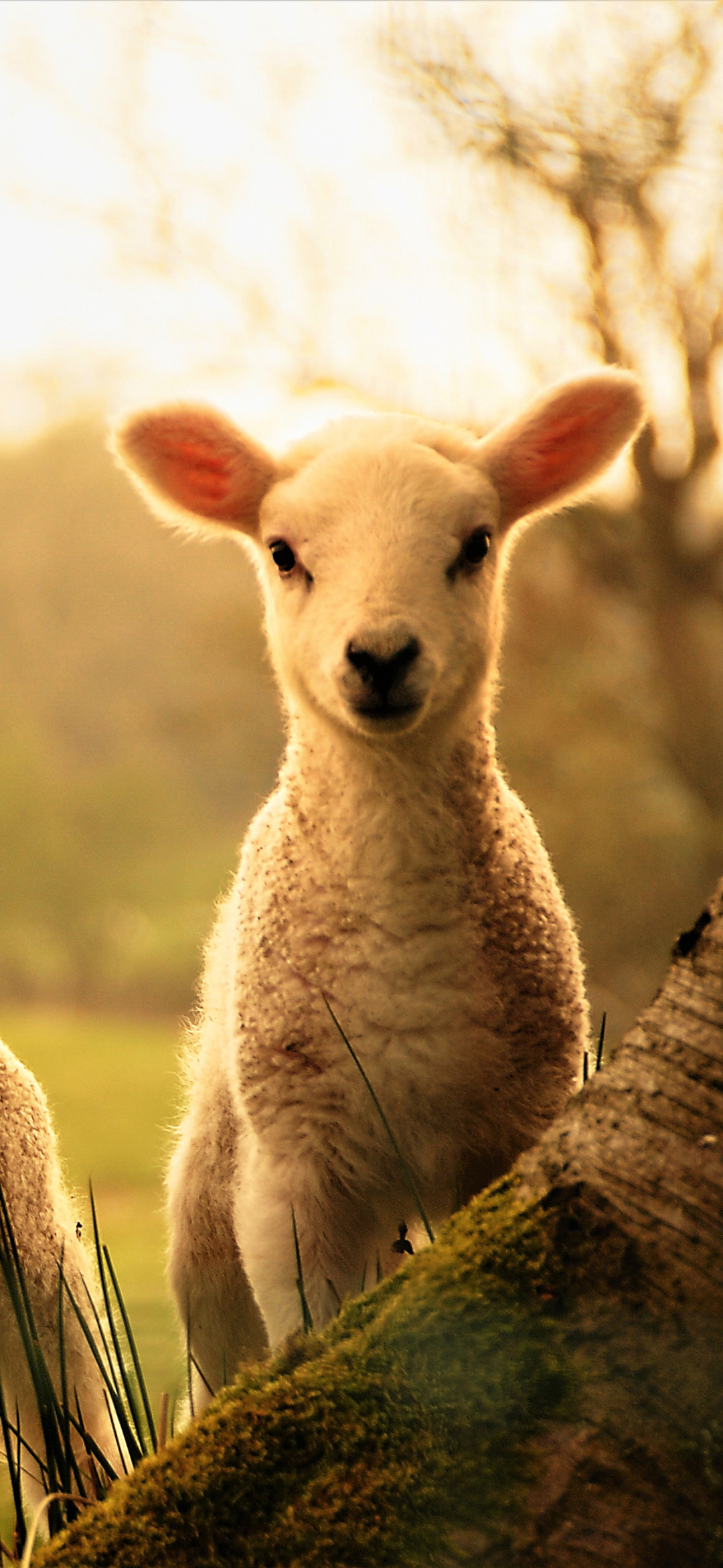sheep, lamb, animal, baby animal, cute wallpaper for mobile