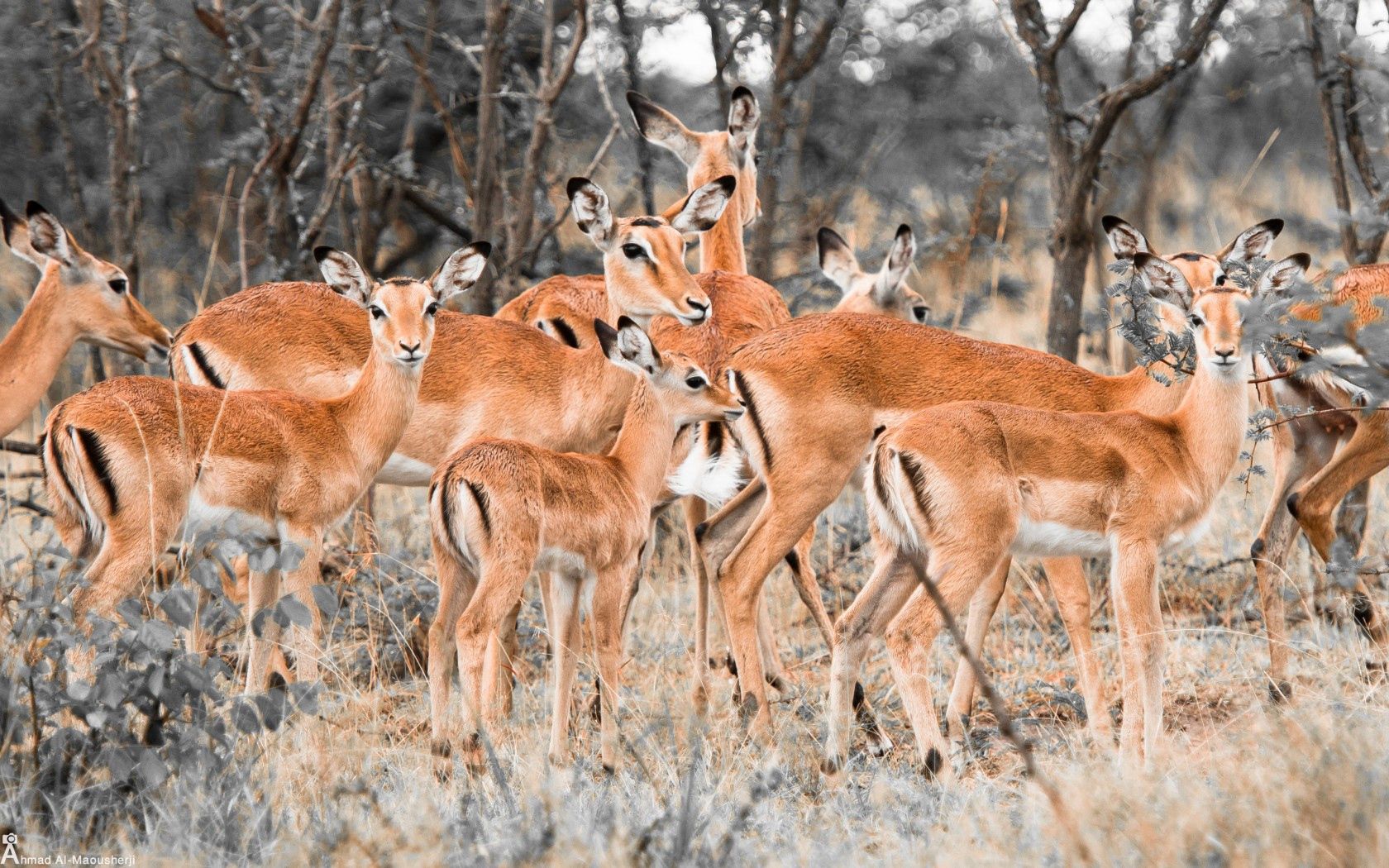 Deers iPhone Background