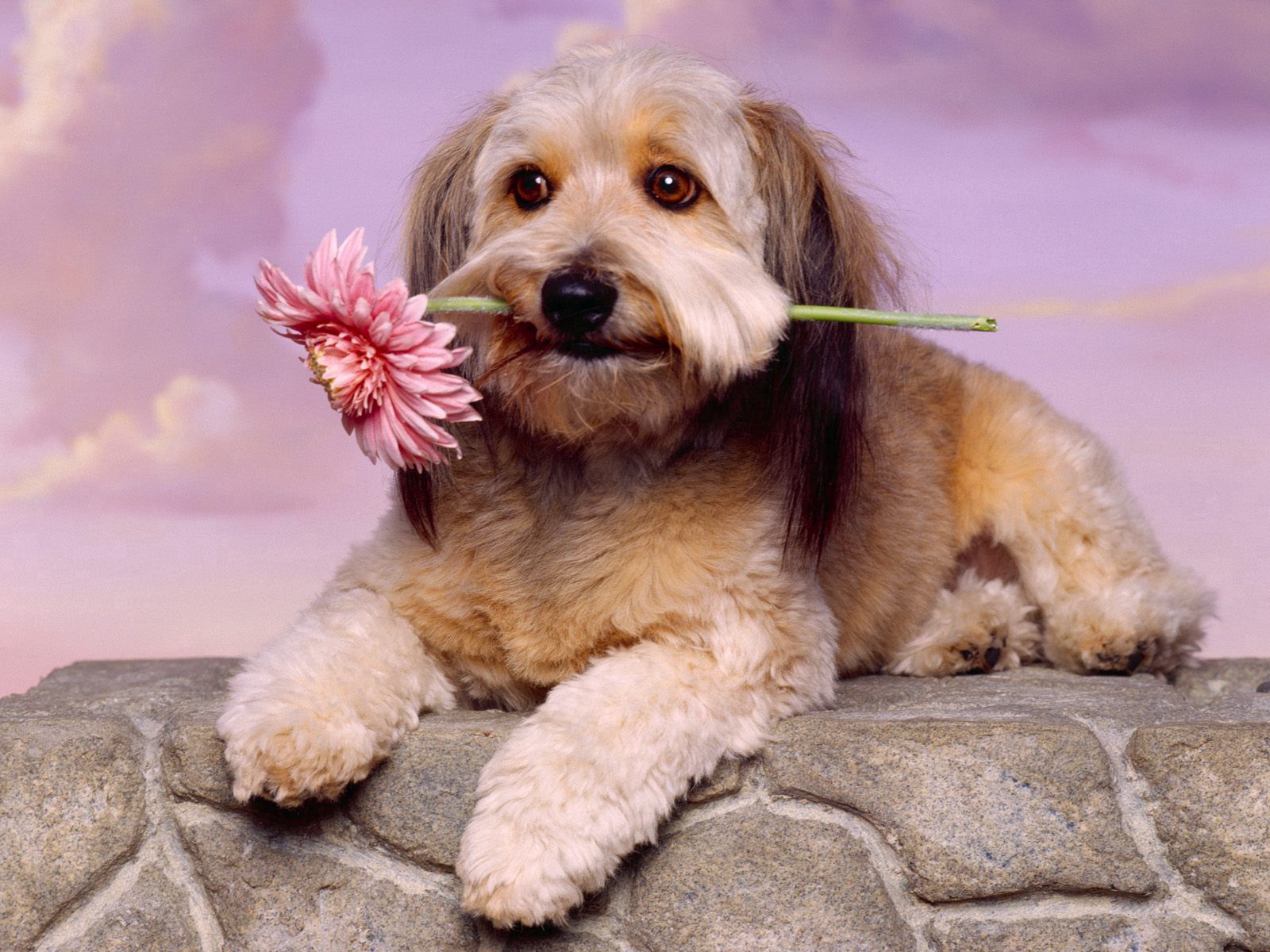 HD wallpaper animals, flower, dog, muzzle, expectation, waiting