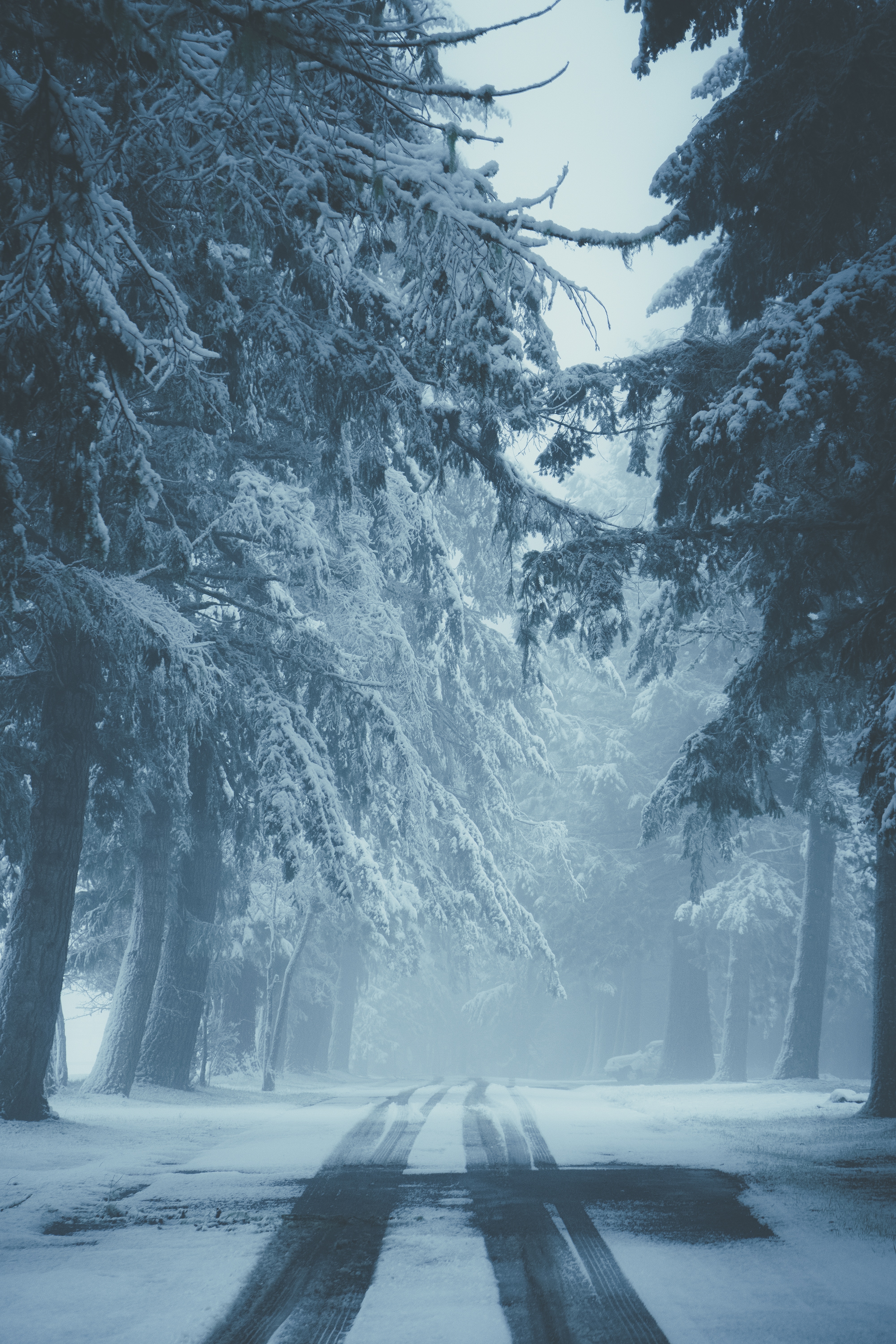 Laden Sie das Bäume, Straße, Nebel, Spuren, Natur, Schnee, Winter-Bild kostenlos auf Ihren PC-Desktop herunter