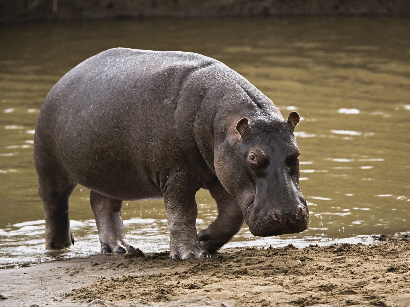 Die besten Hippos-Hintergründe für den Telefonbildschirm