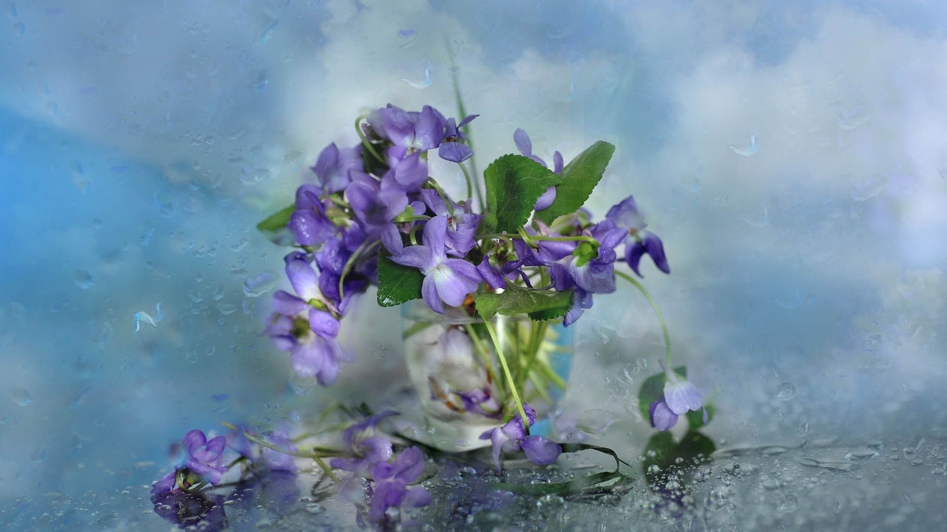 Download mobile wallpaper Petals, Glass, Flowers for free.